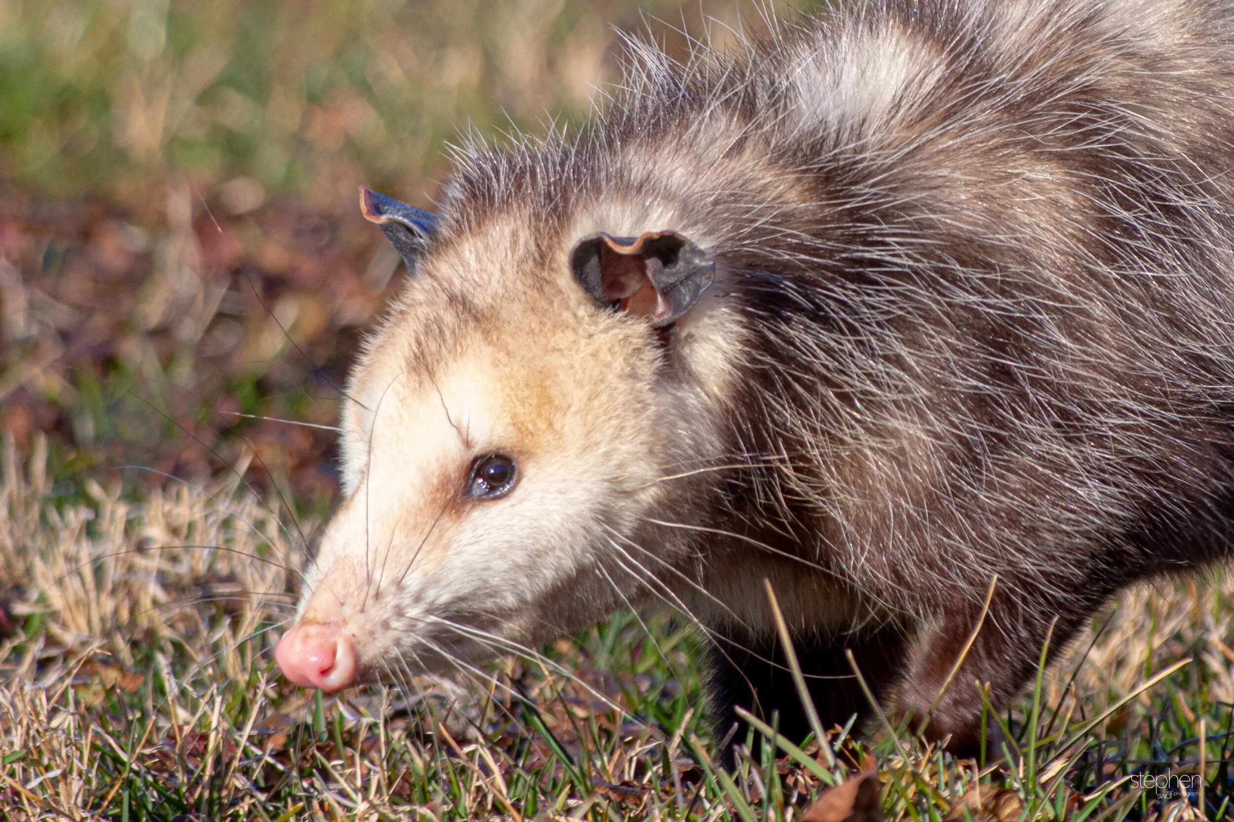 Opposum4 - CVNP.jpeg