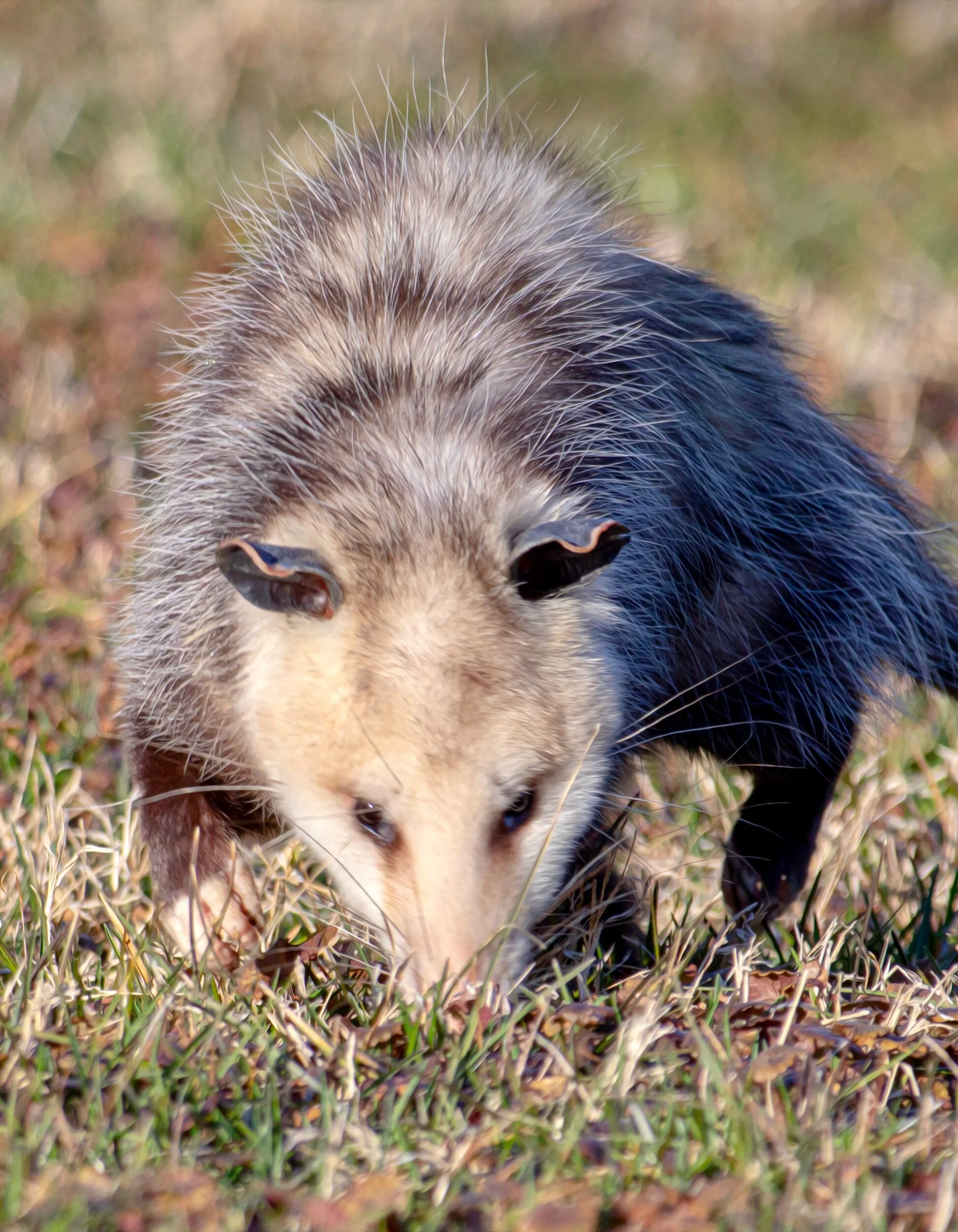 Opposum5 - CVNP.jpeg
