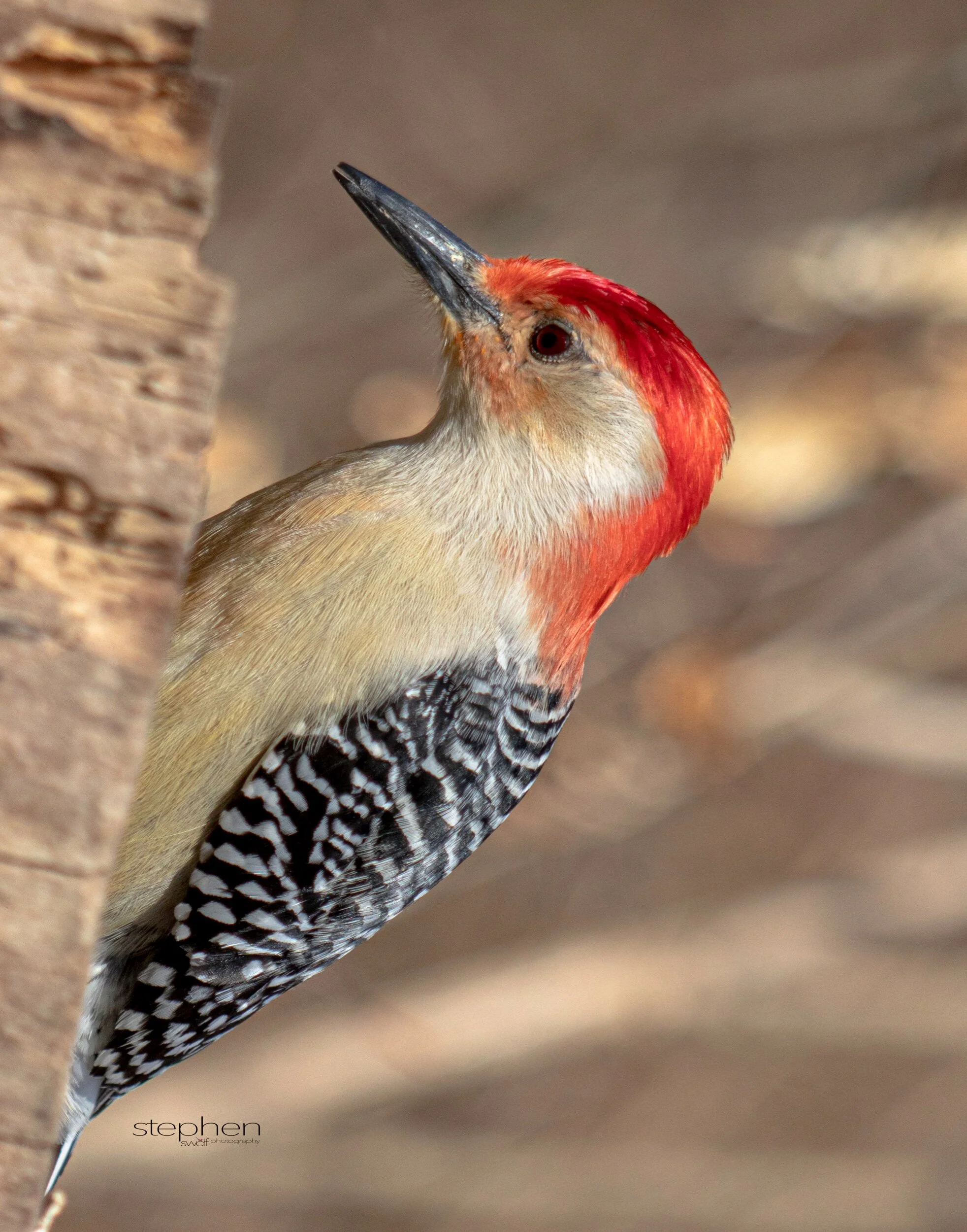 Red-bellied Woodpecker - CVNP.jpeg
