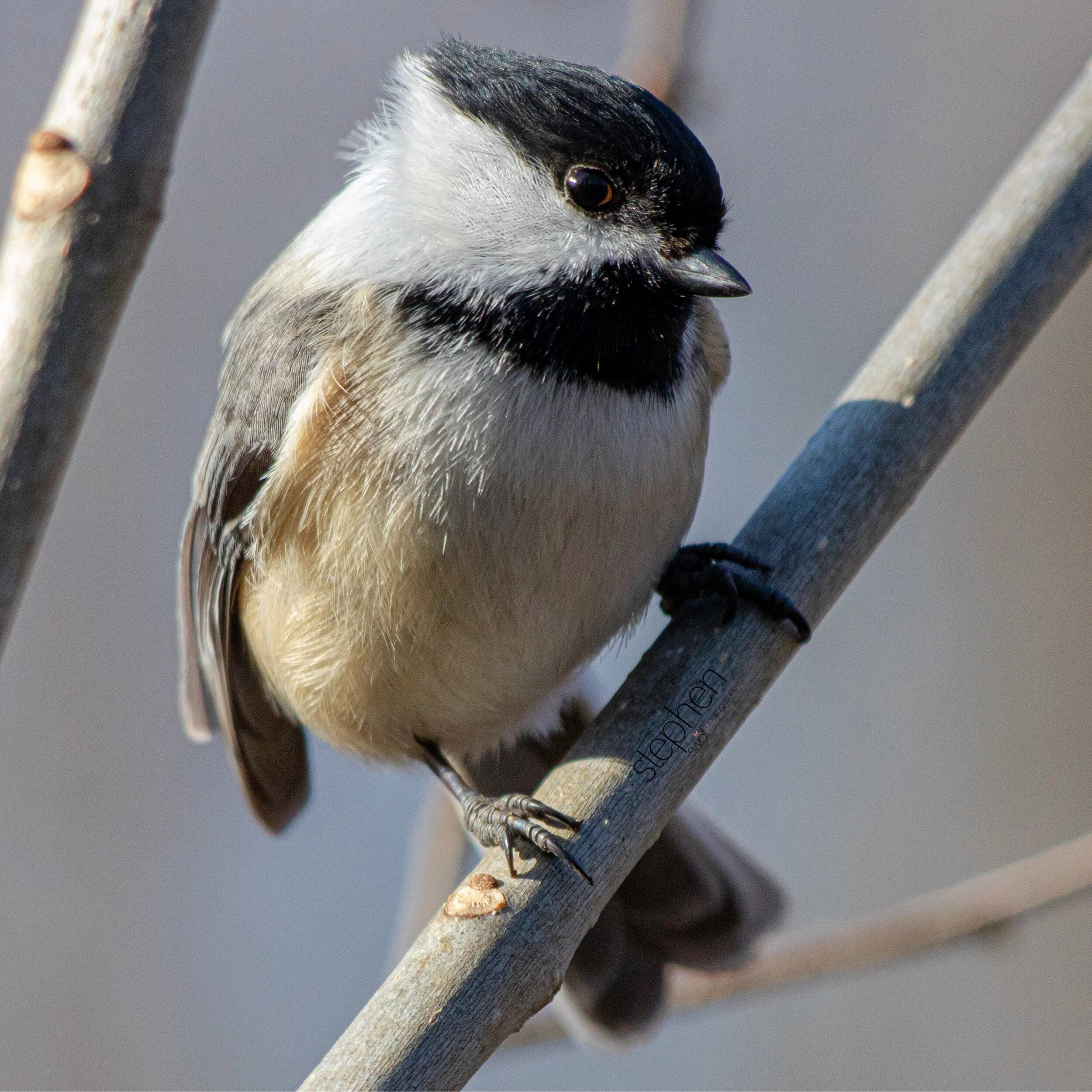 Chickadee Square2 - Brecksville.jpeg