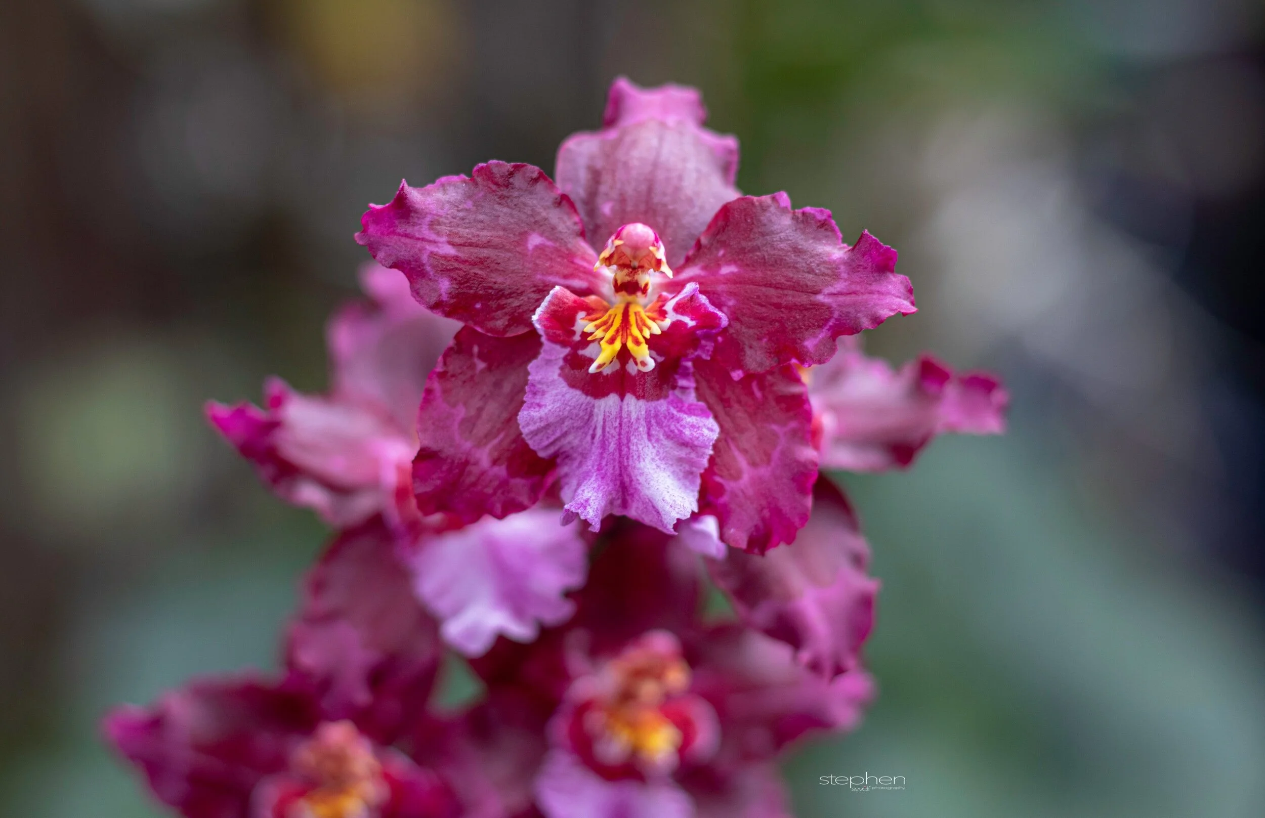 Orchids48 - Cleveland Botanical Garden.jpeg