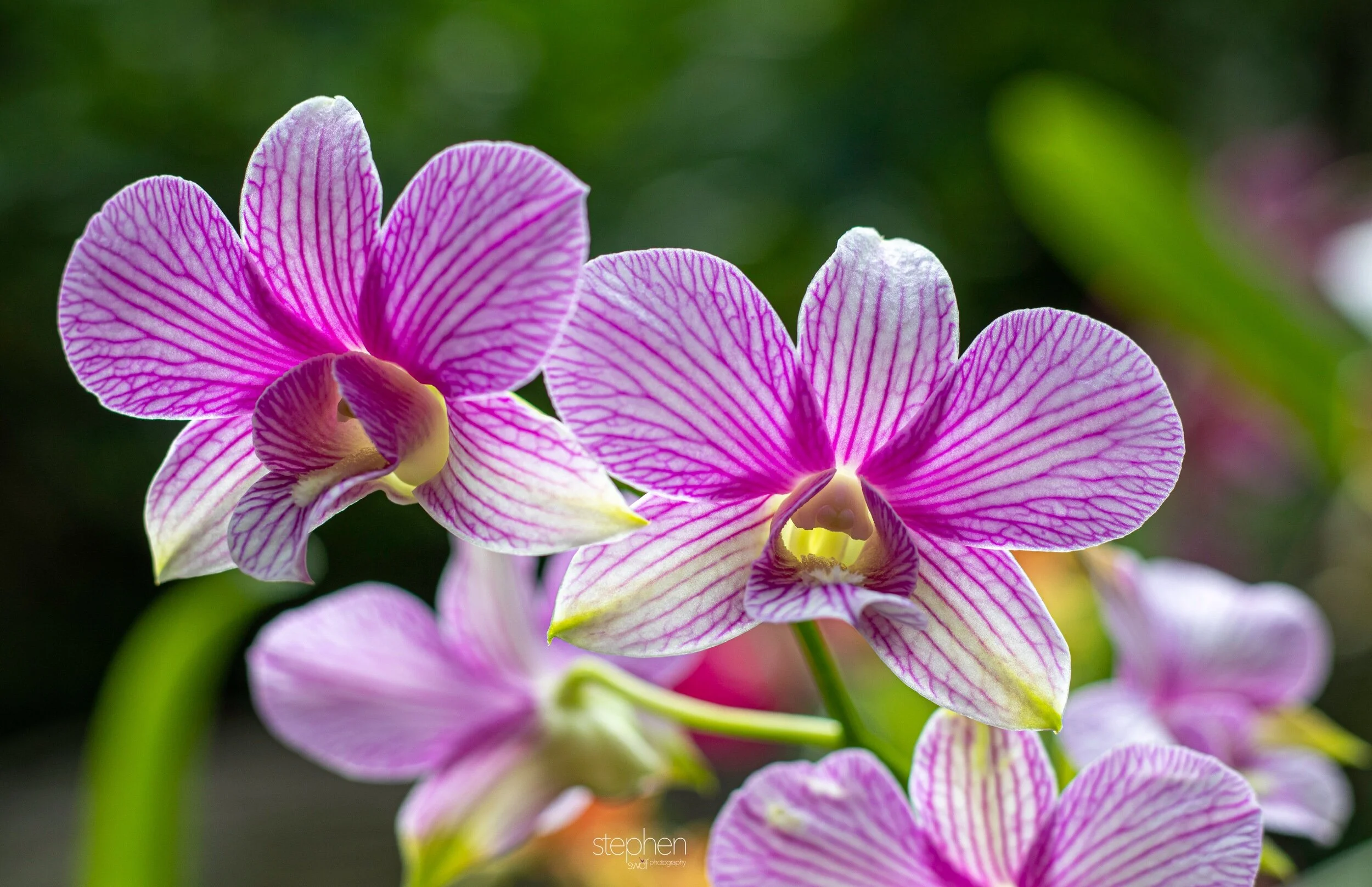 Orchids60 - Cleveland Botanical Garden.jpeg