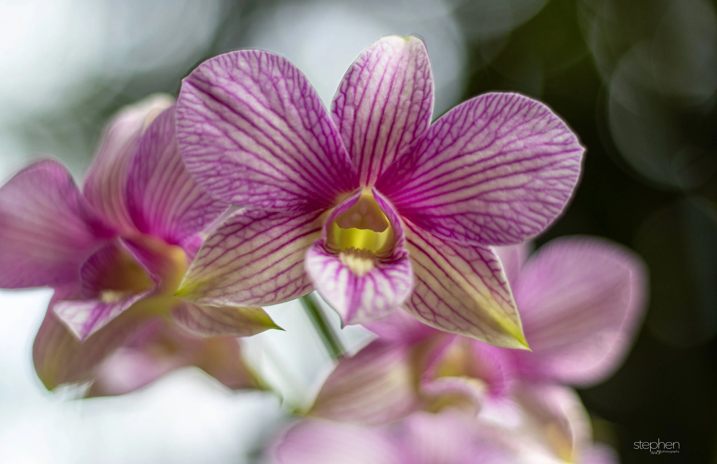 Orchids54 - Cleveland Botanical Garden.jpeg