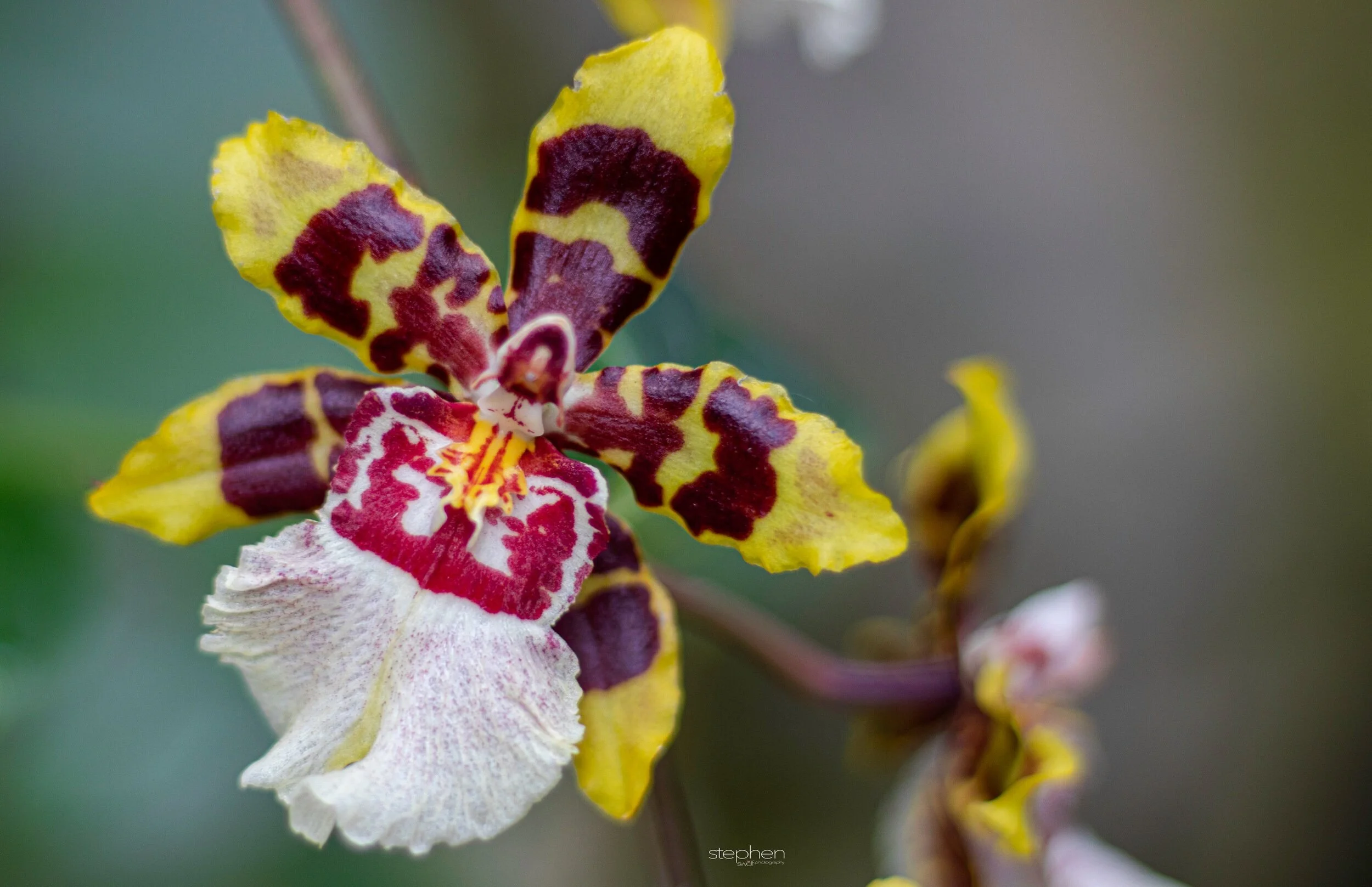 Orchids45 - Cleveland Botanical Garden.jpeg
