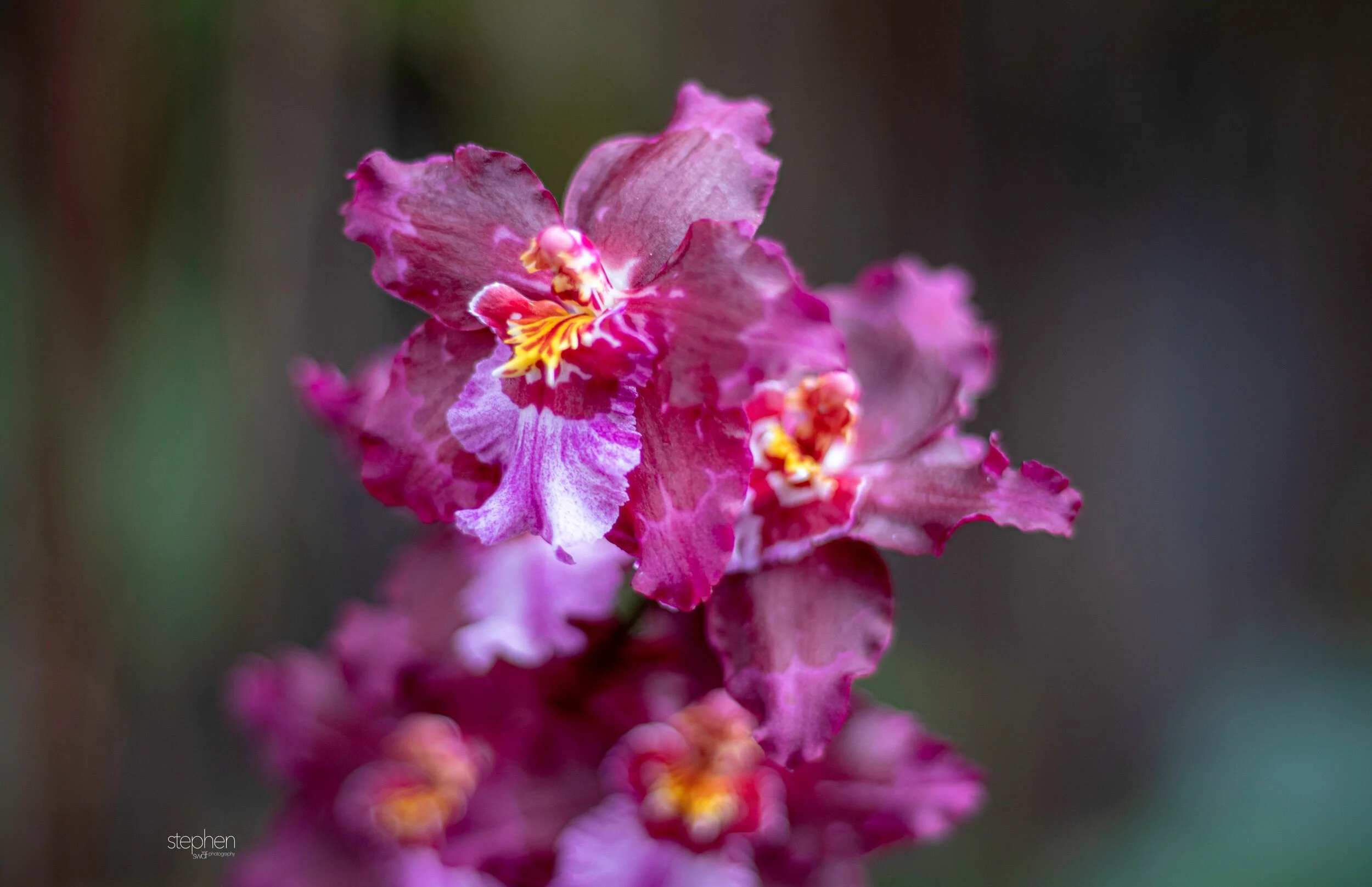 Orchids47 - Cleveland Botanical Garden.jpeg