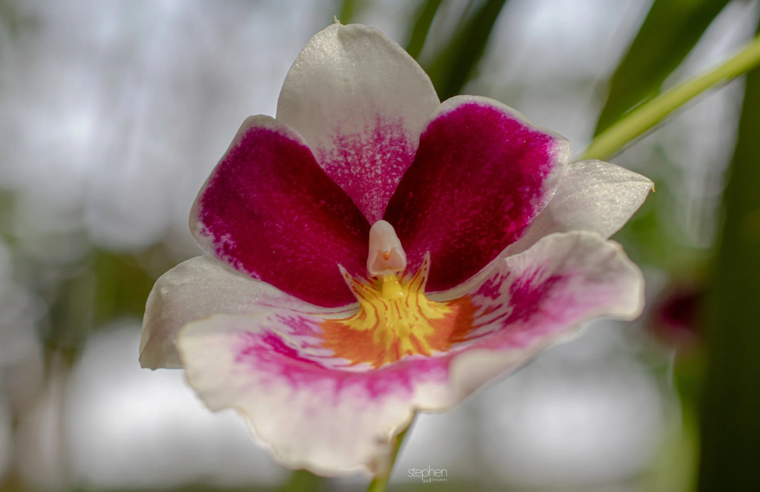 Orchids53 - Cleveland Botanical Garden.jpeg