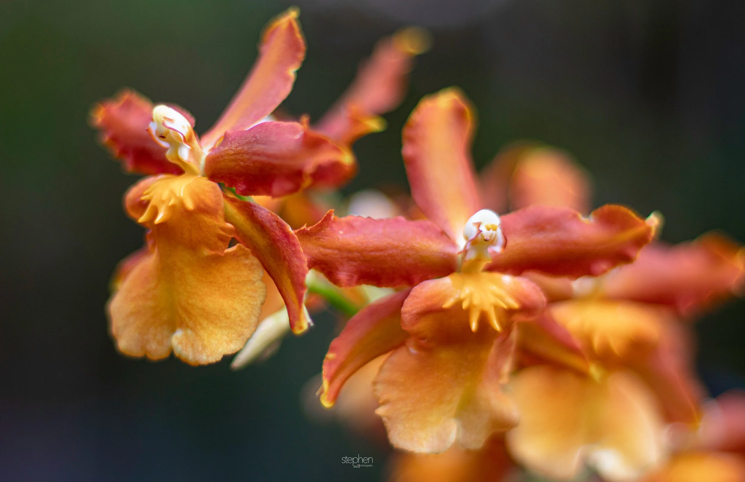 Orchids43 - Cleveland Botanical Garden.jpeg
