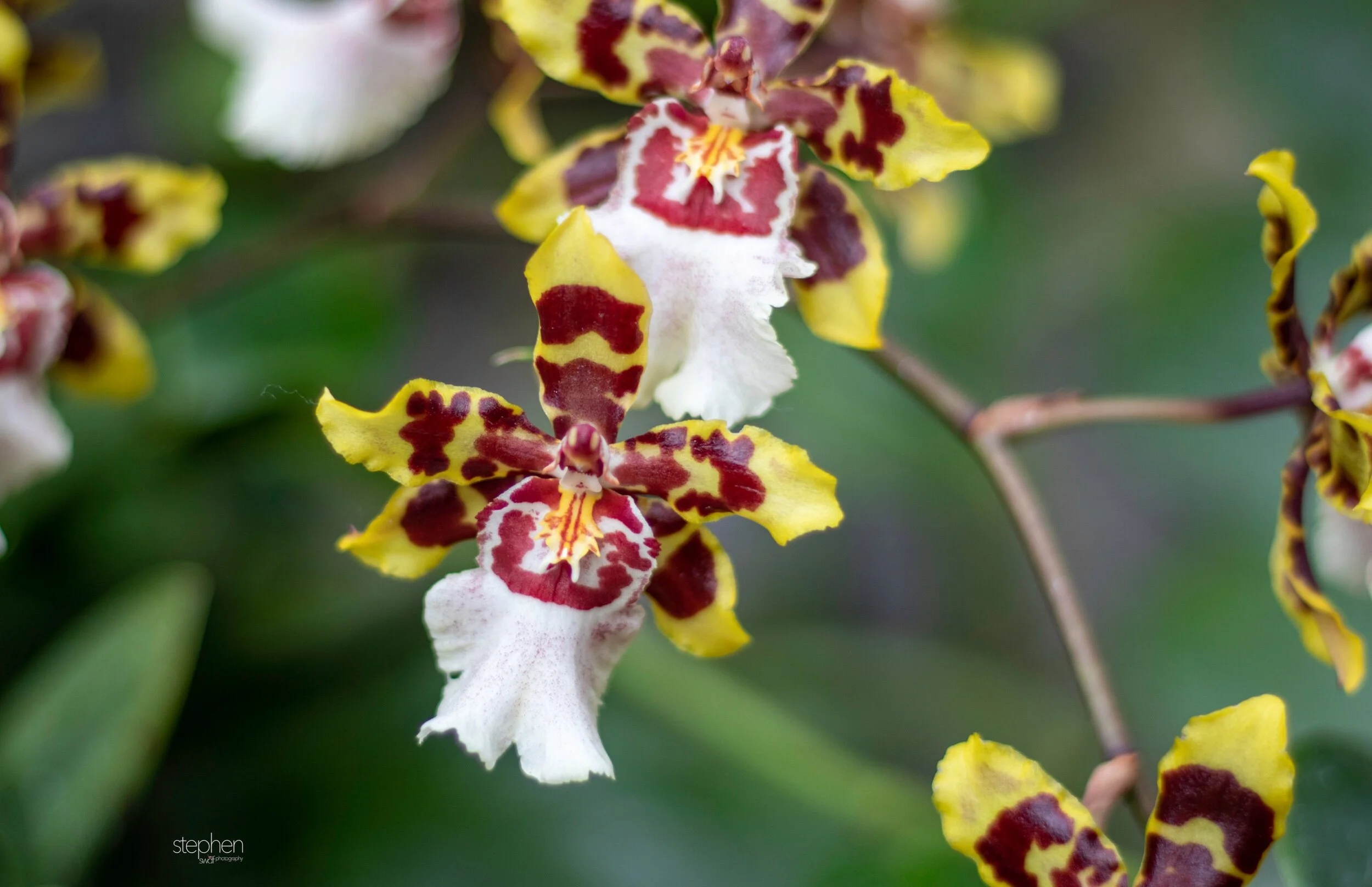 Orchids44 - Cleveland Botanical Garden.jpeg