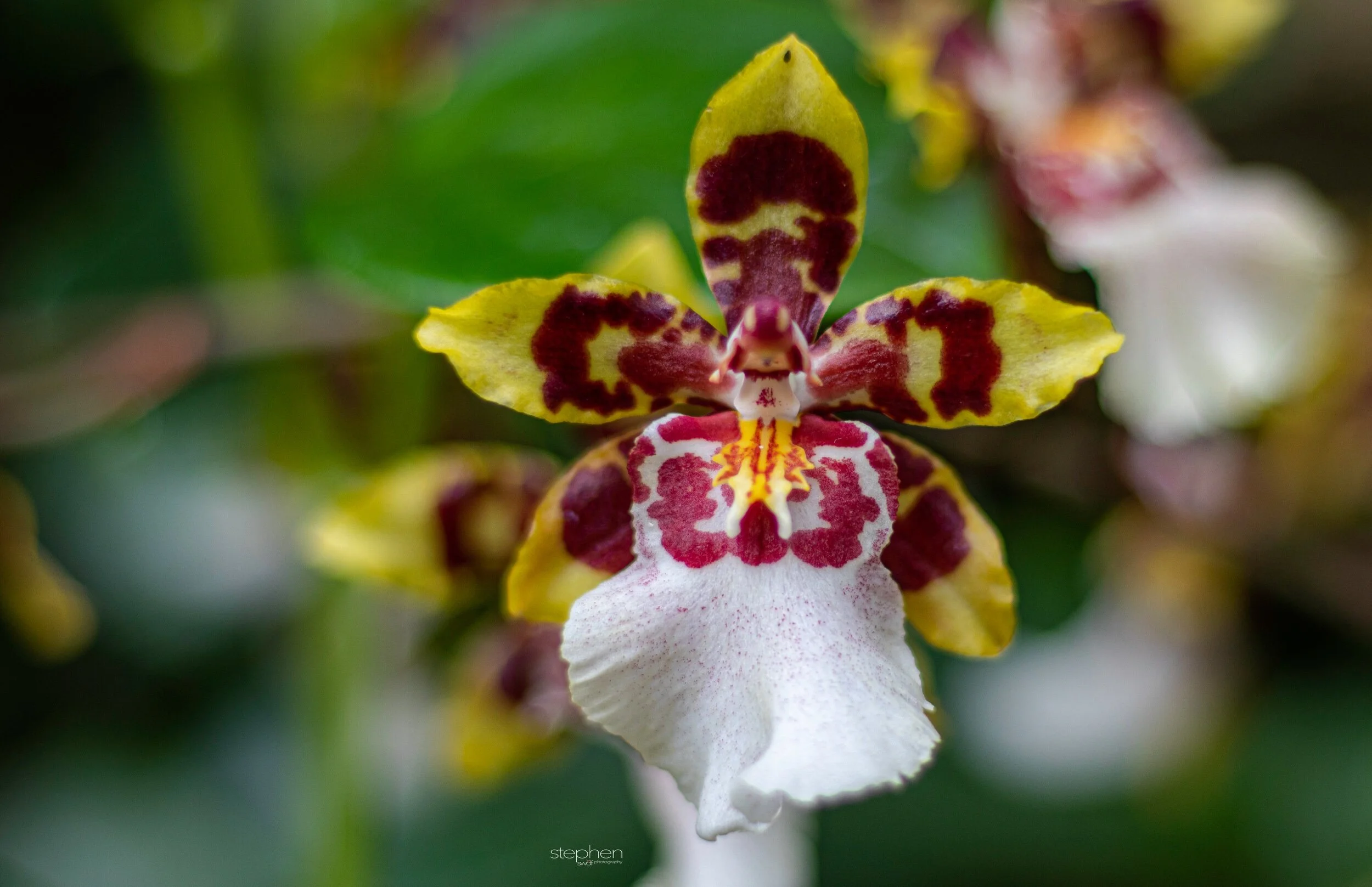 Orchids46 - Cleveland Botanical Garden.jpeg