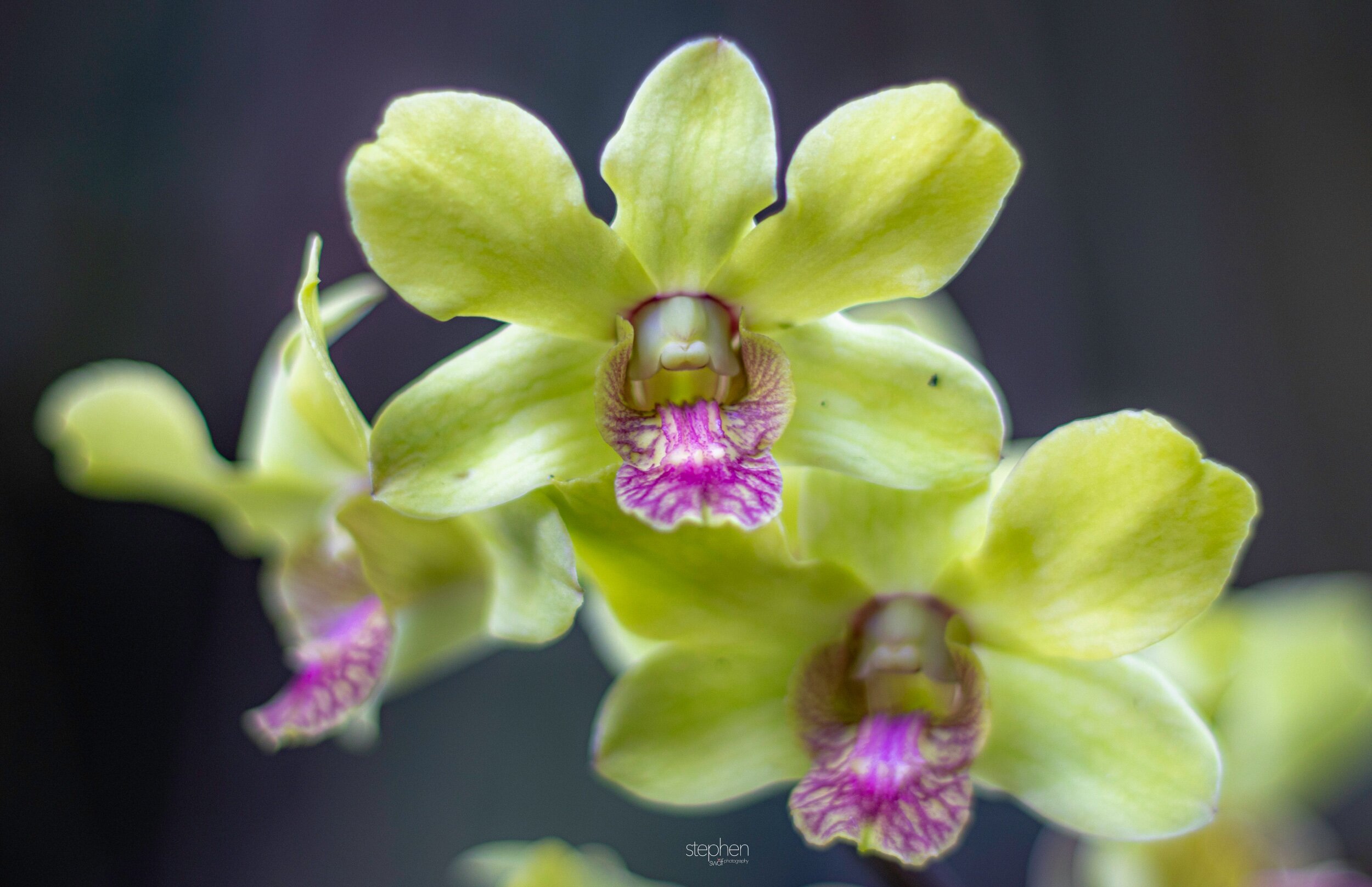 Orchids49 - Cleveland Botanical Garden.jpeg