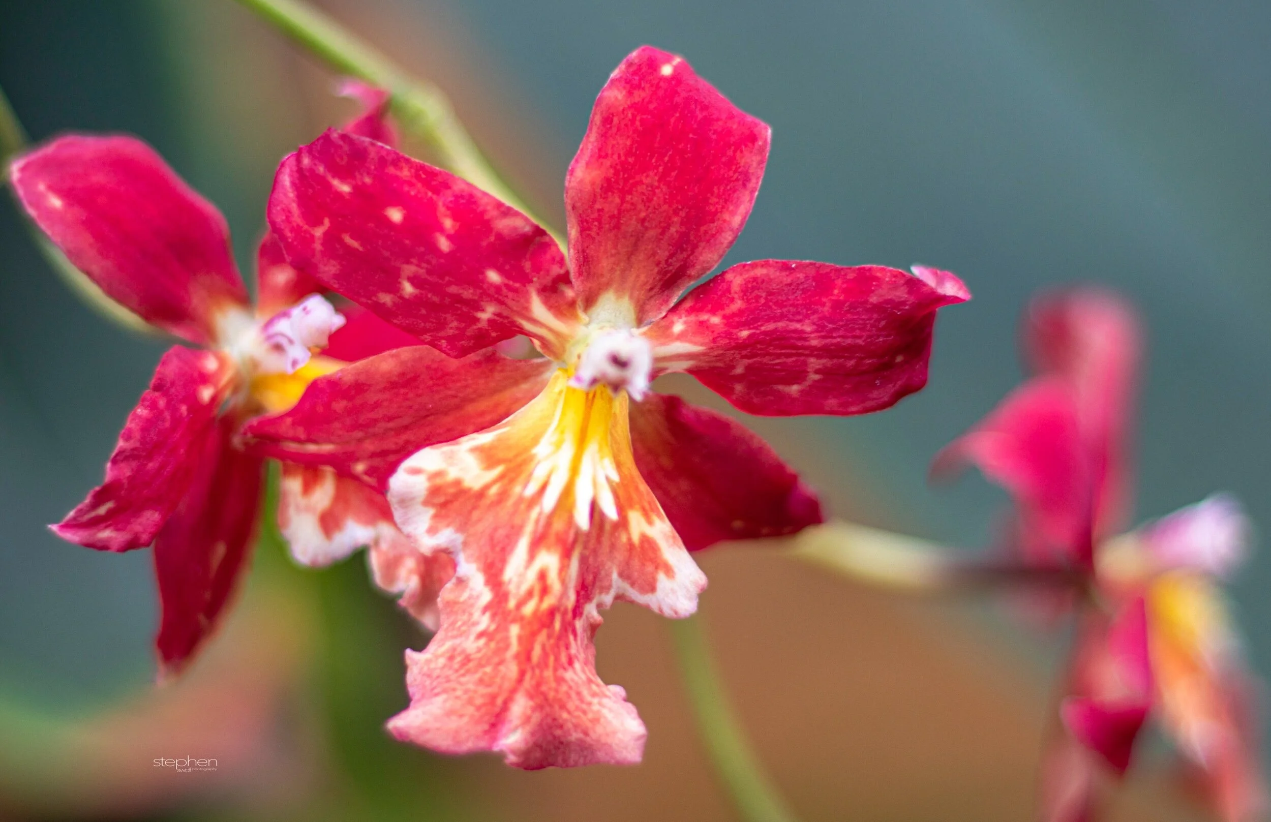 Orchids50 - Cleveland Botanical Garden.jpeg