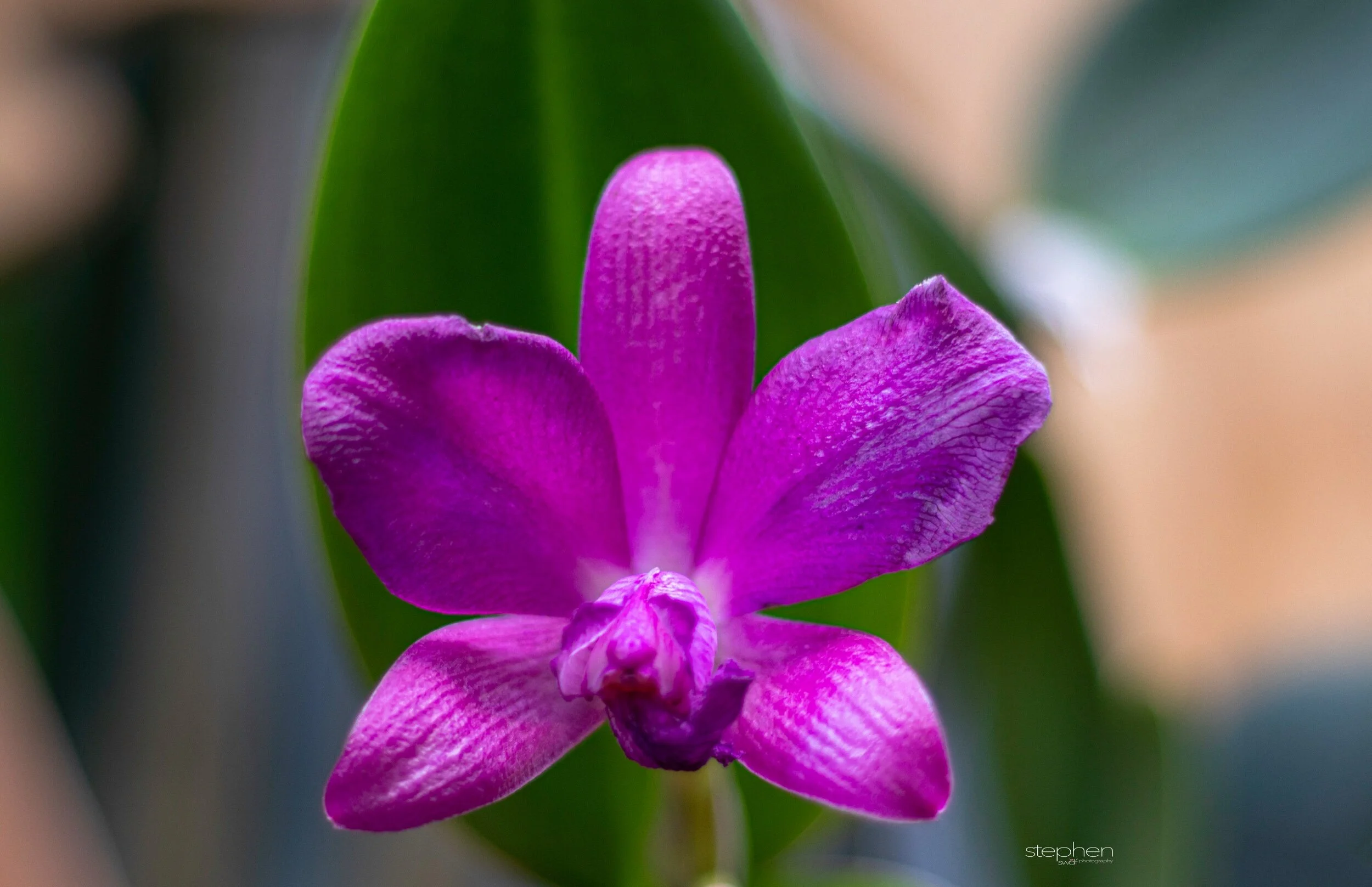 Orchids51 - Cleveland Botanical Garden.jpeg