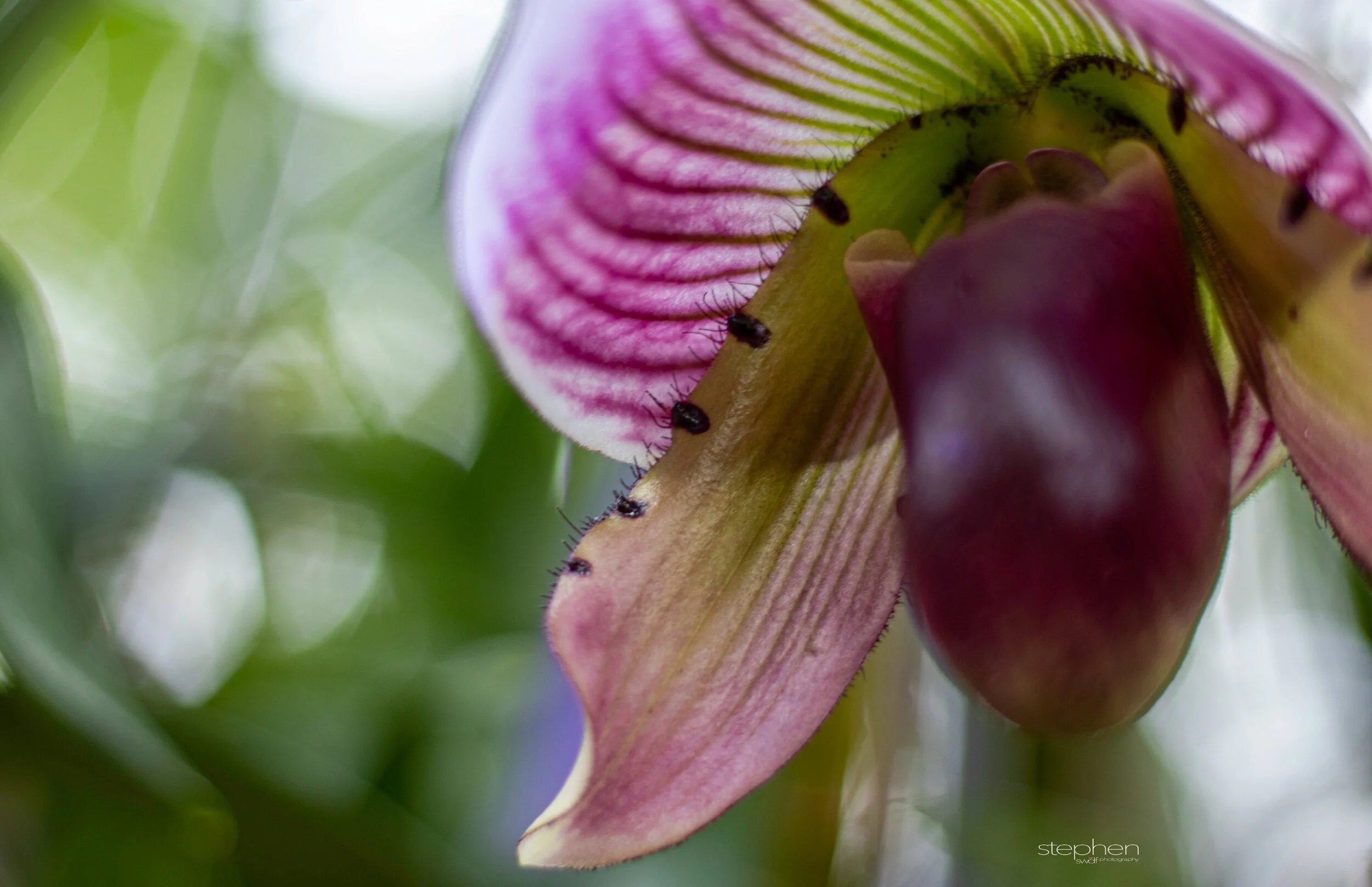 Orchids52 - Cleveland Botanical Garden.jpeg