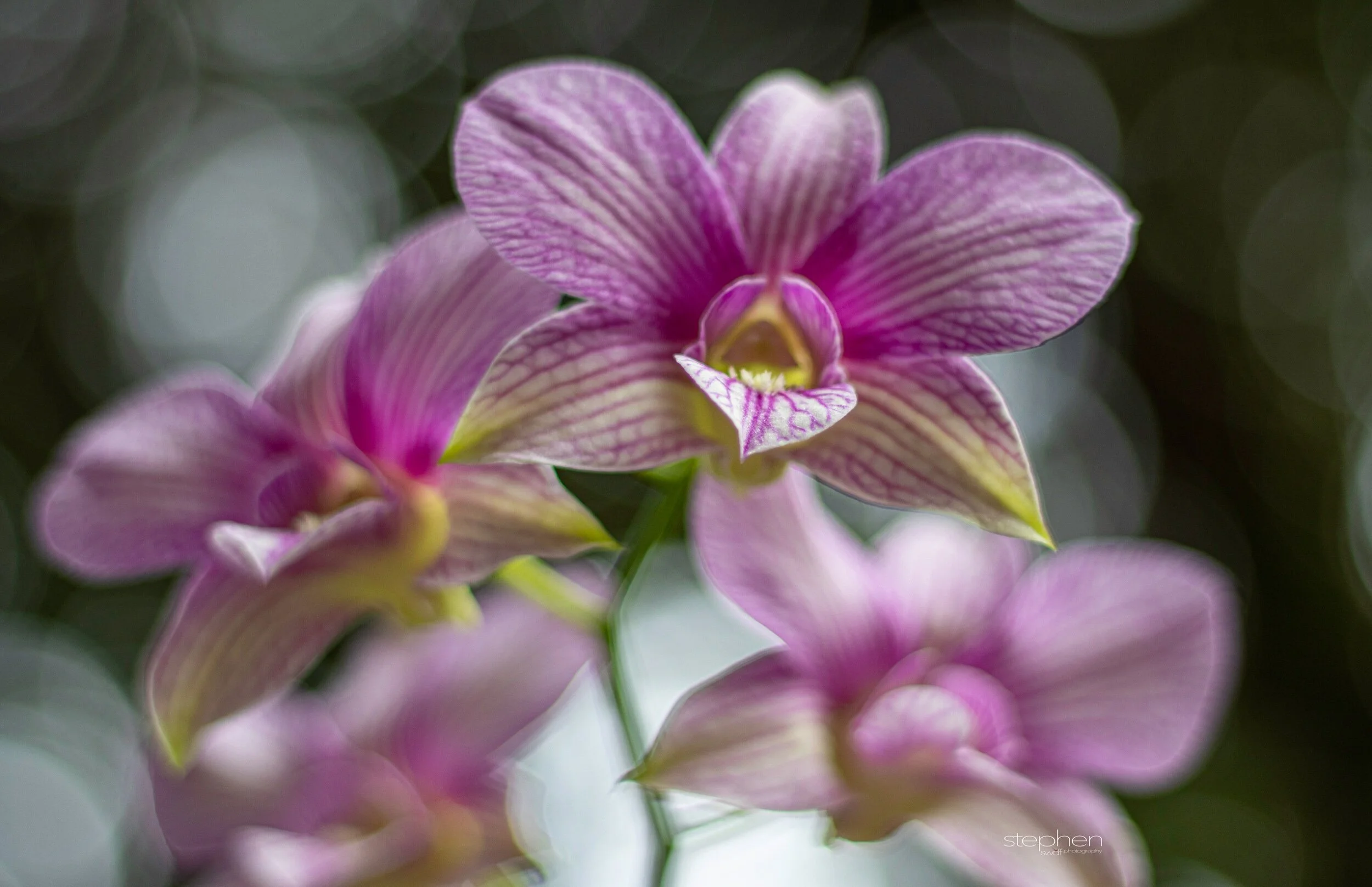 Orchids55 - Cleveland Botanical Garden.jpeg