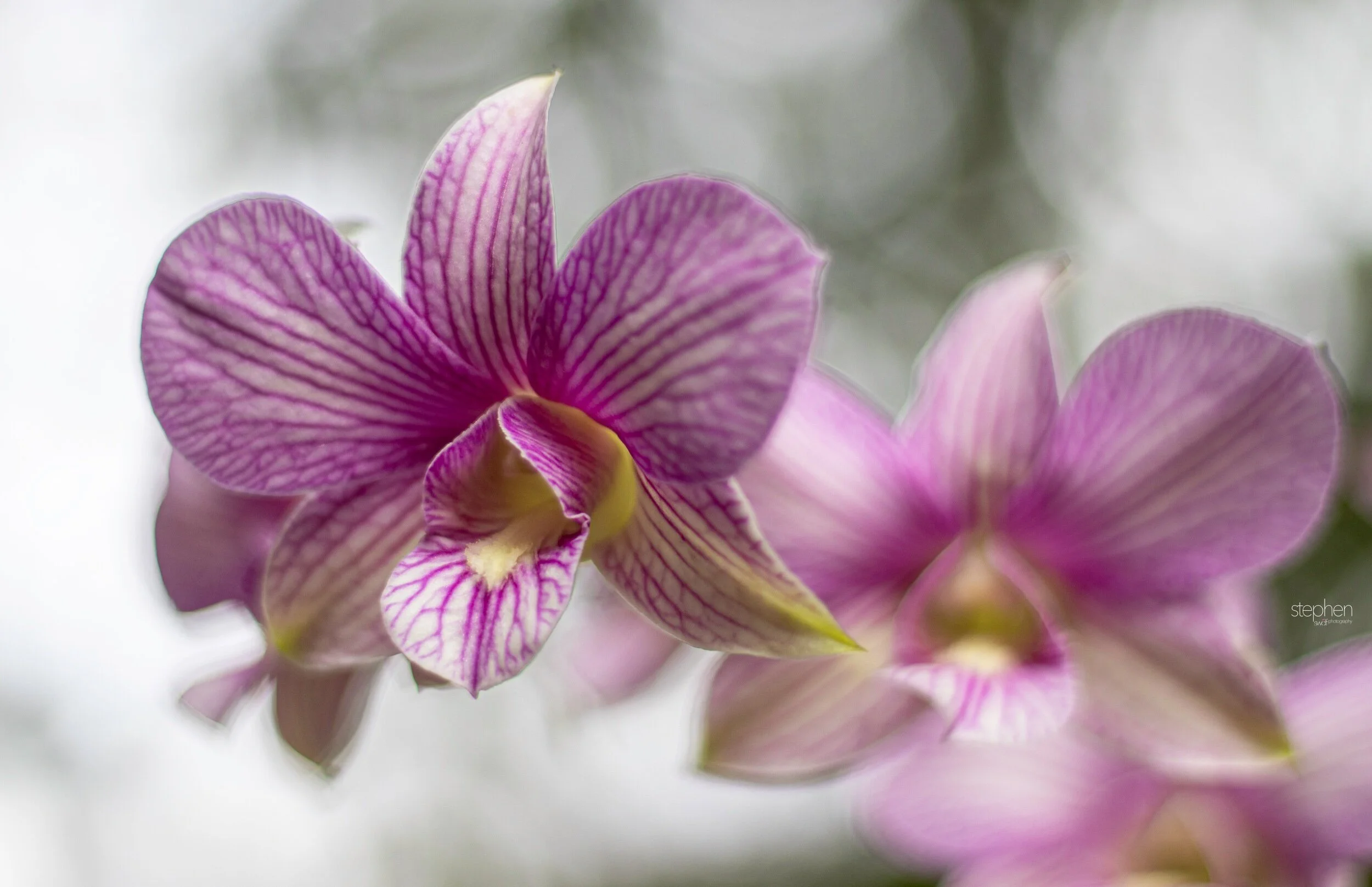 Orchids56 - Cleveland Botanical Garden.jpeg