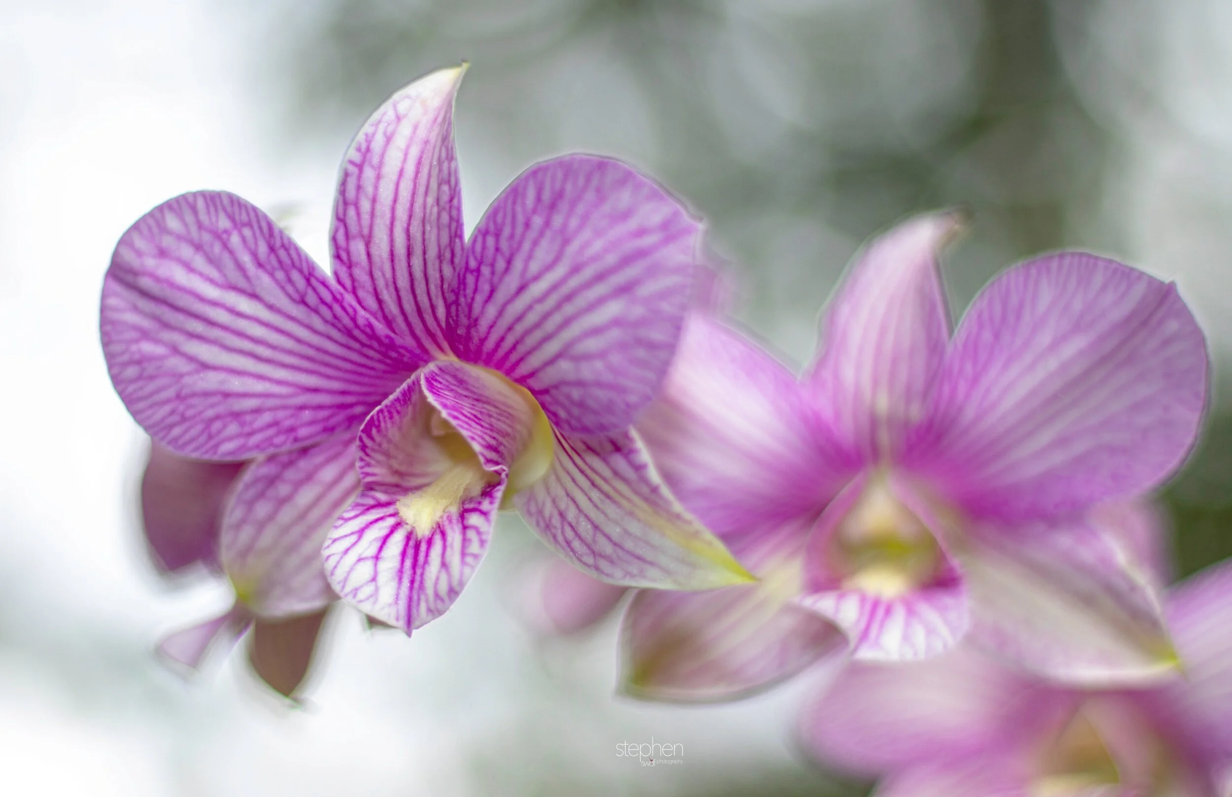 Orchids57 - Cleveland Botanical Garden.jpeg