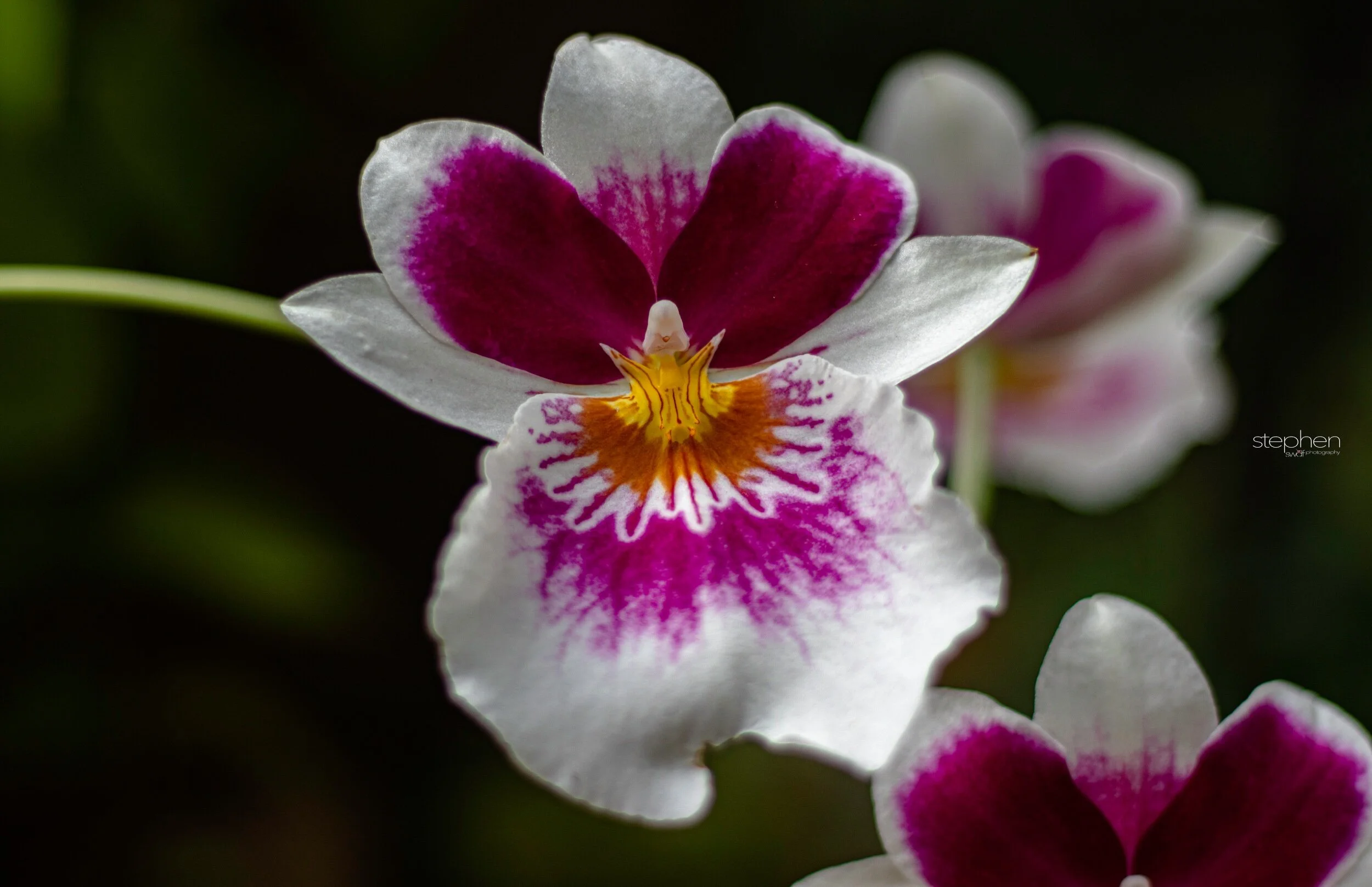 Orchids58 - Cleveland Botanical Garden.jpeg
