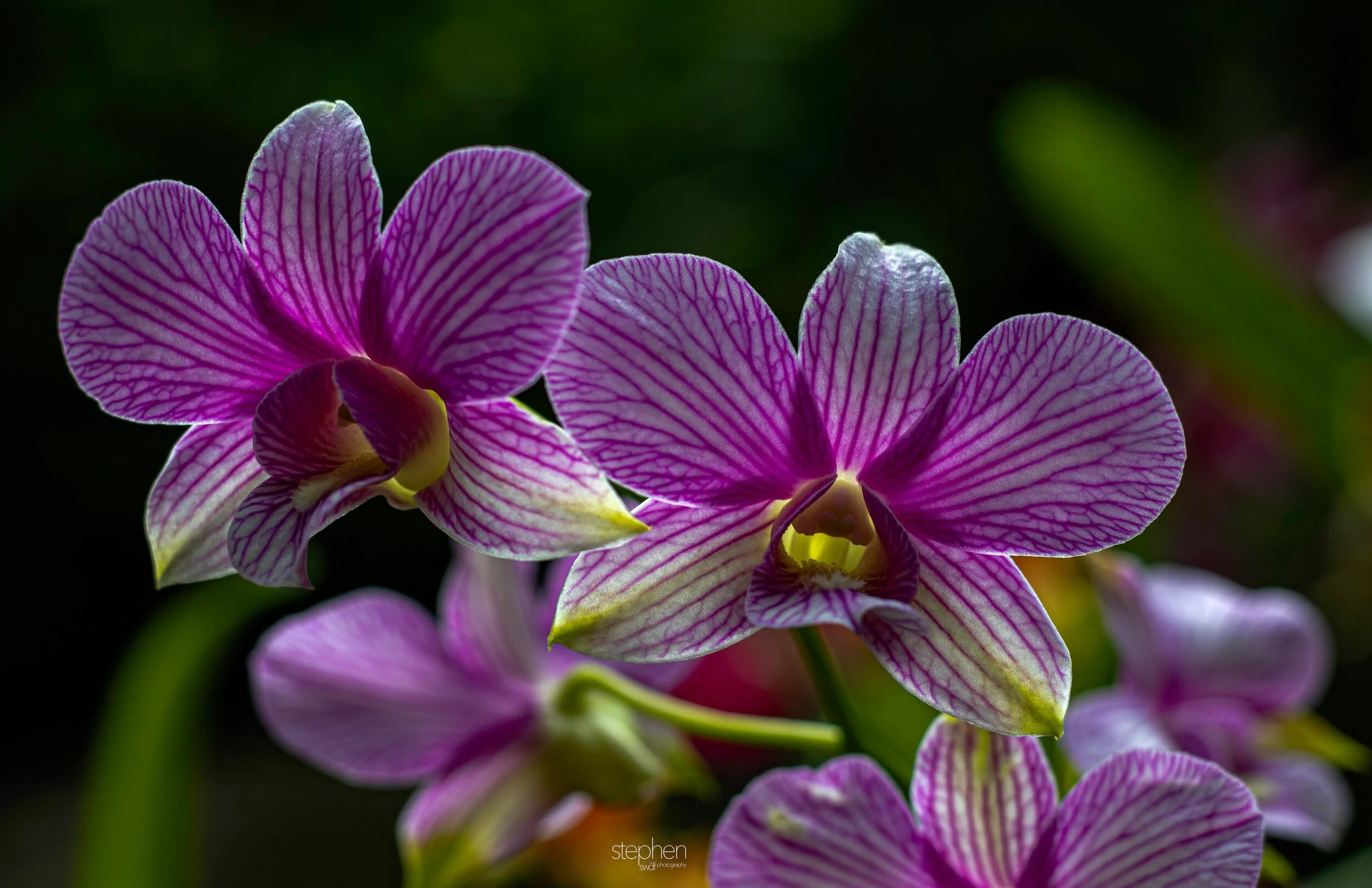 Orchids59 - Cleveland Botanical Garden.jpeg