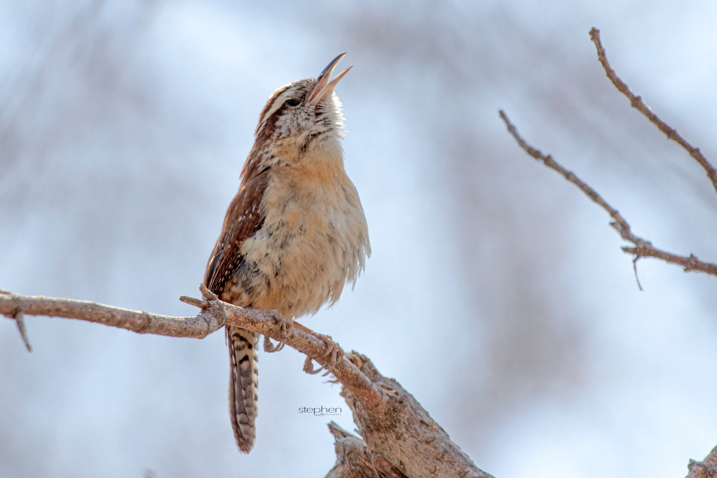 Carolina Wren6 - Magee Marsh.jpeg