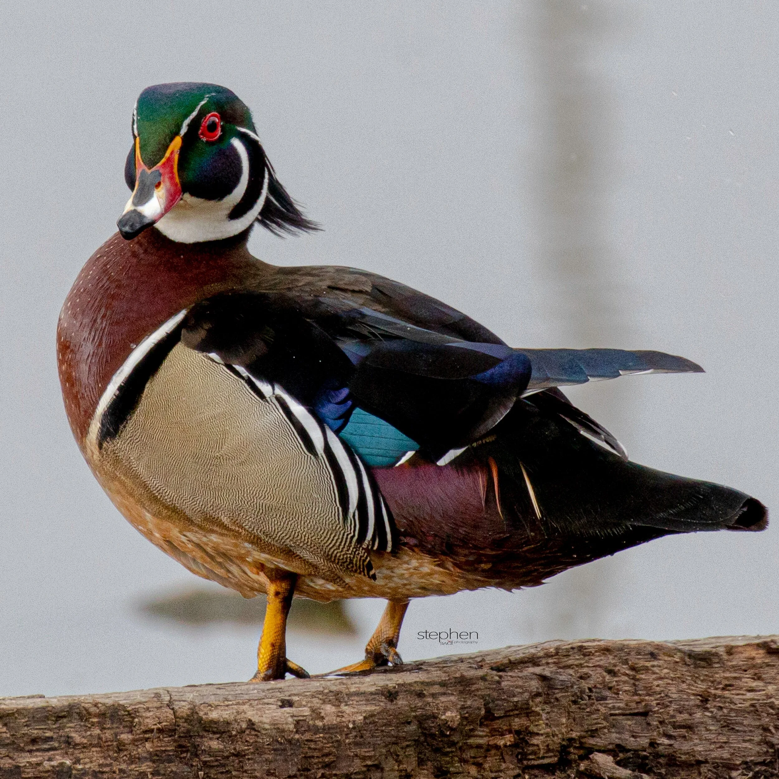 Wood Duck2 - Sandy Ridge.jpeg