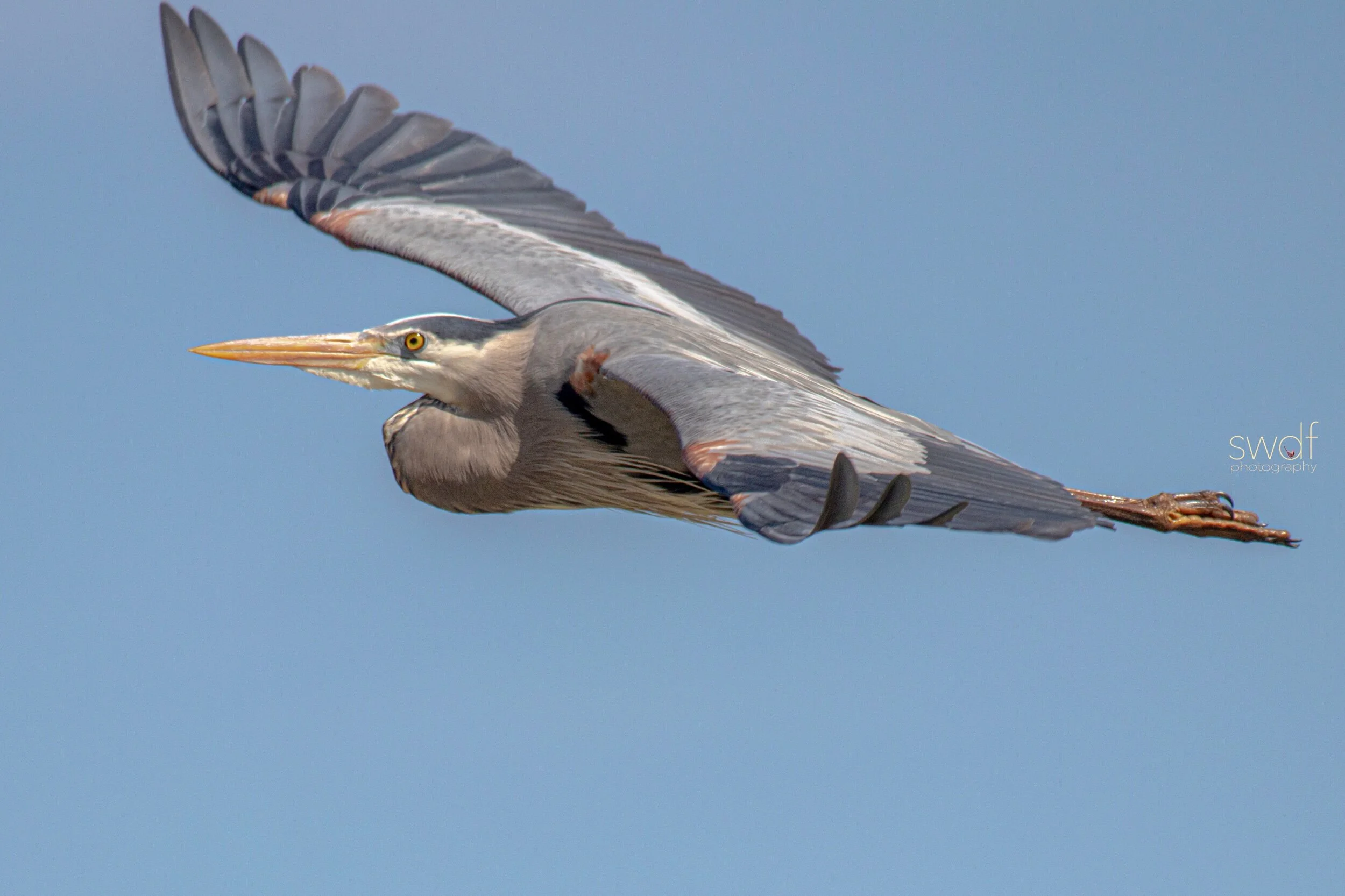 Great Blue Heron - Sandy Ridge.jpeg