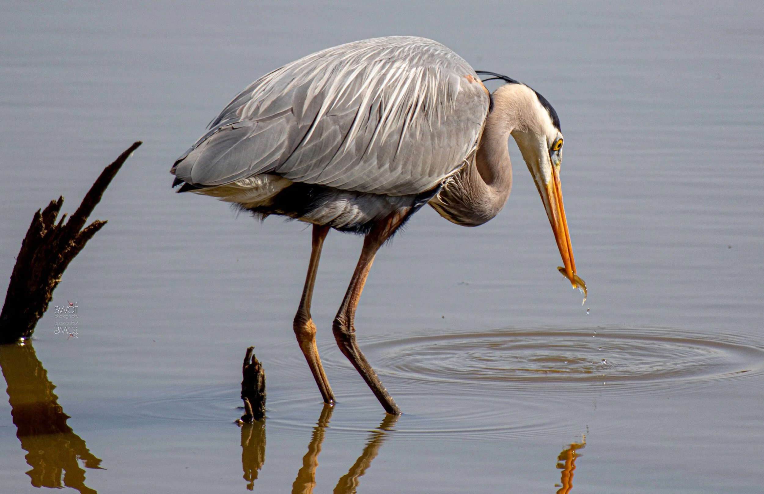 Great Blue Heron Fishing3 - Sandy Ridge.jpeg