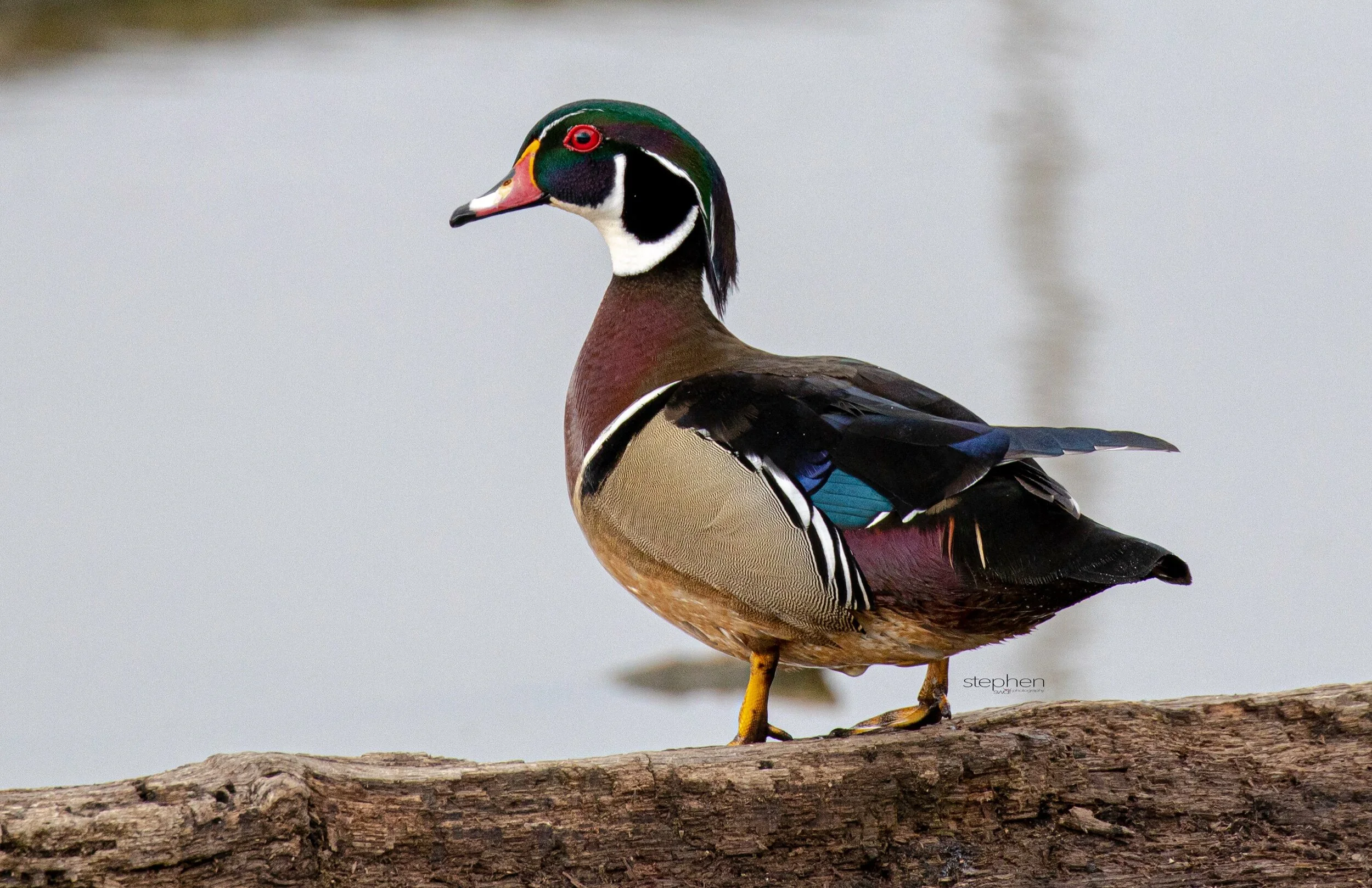Wood Duck3 - Sandy Ridge.jpeg
