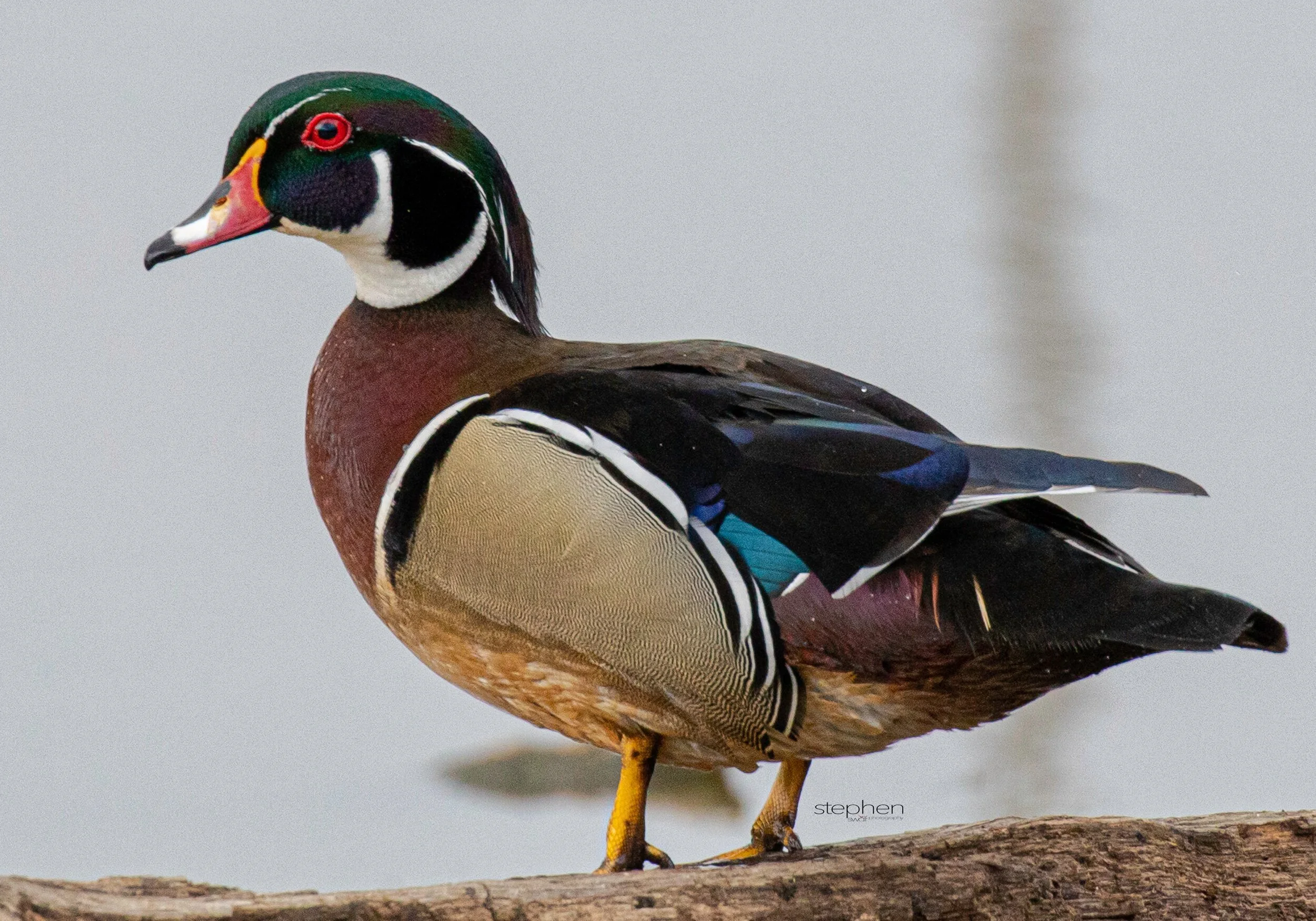 Wood Duck - Sandy Ridge.jpeg