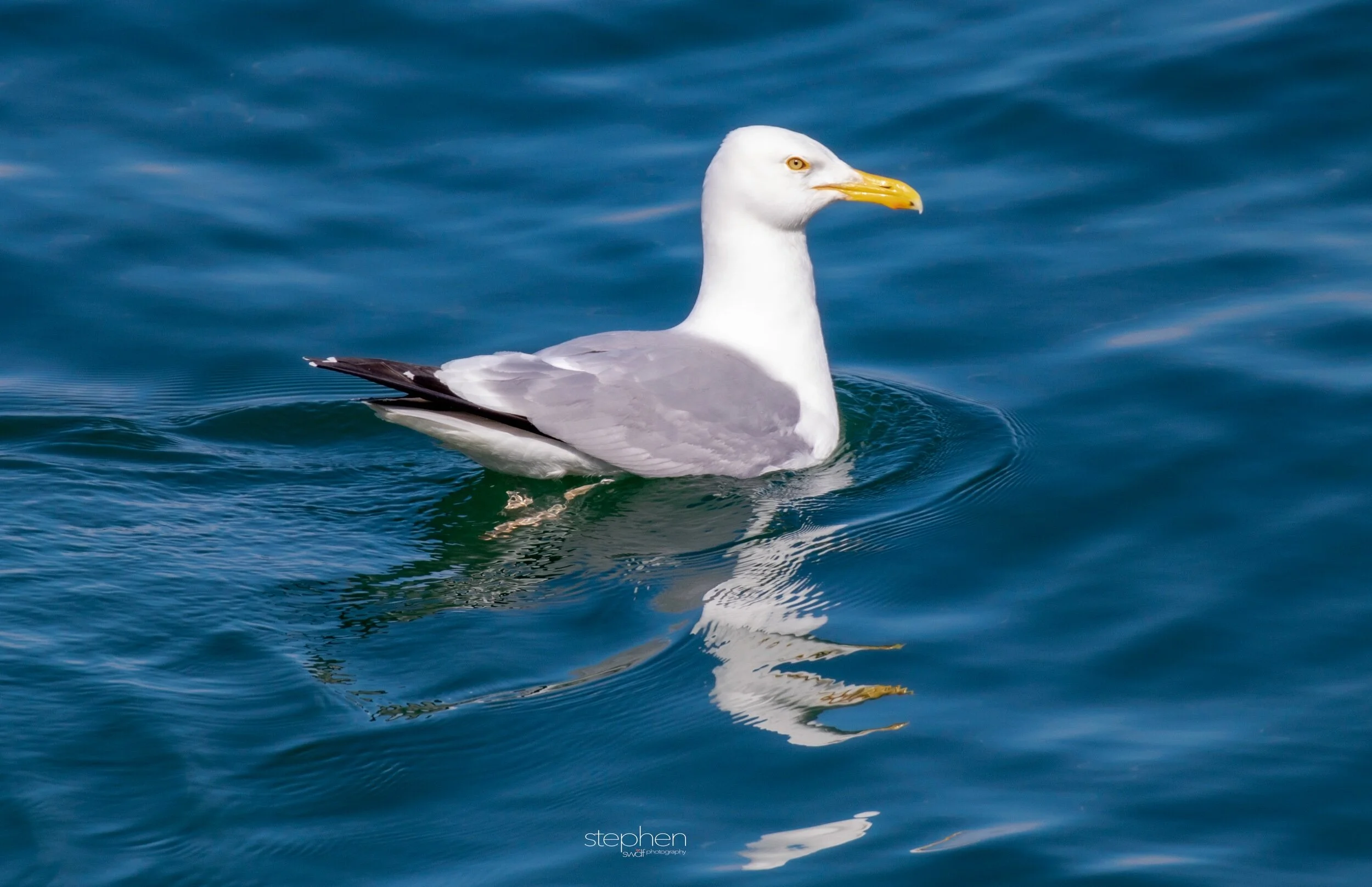 Lake Erie Gull - CLNP..jpeg
