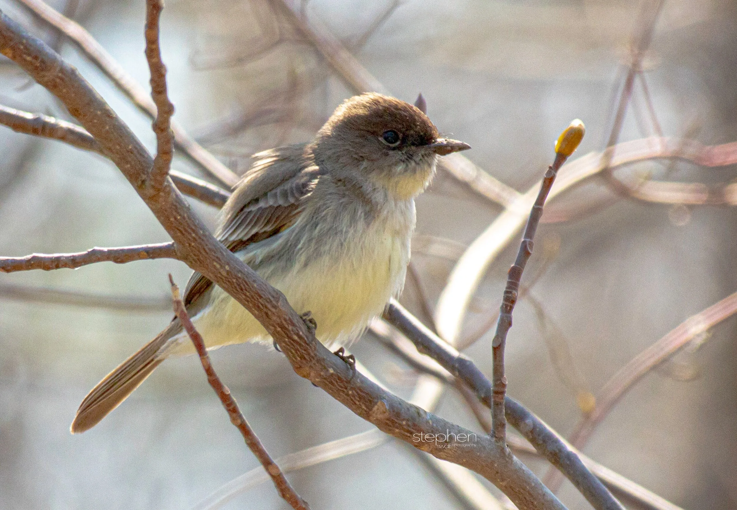 Eastern Phoebe - Sheldons Marsh.jpeg