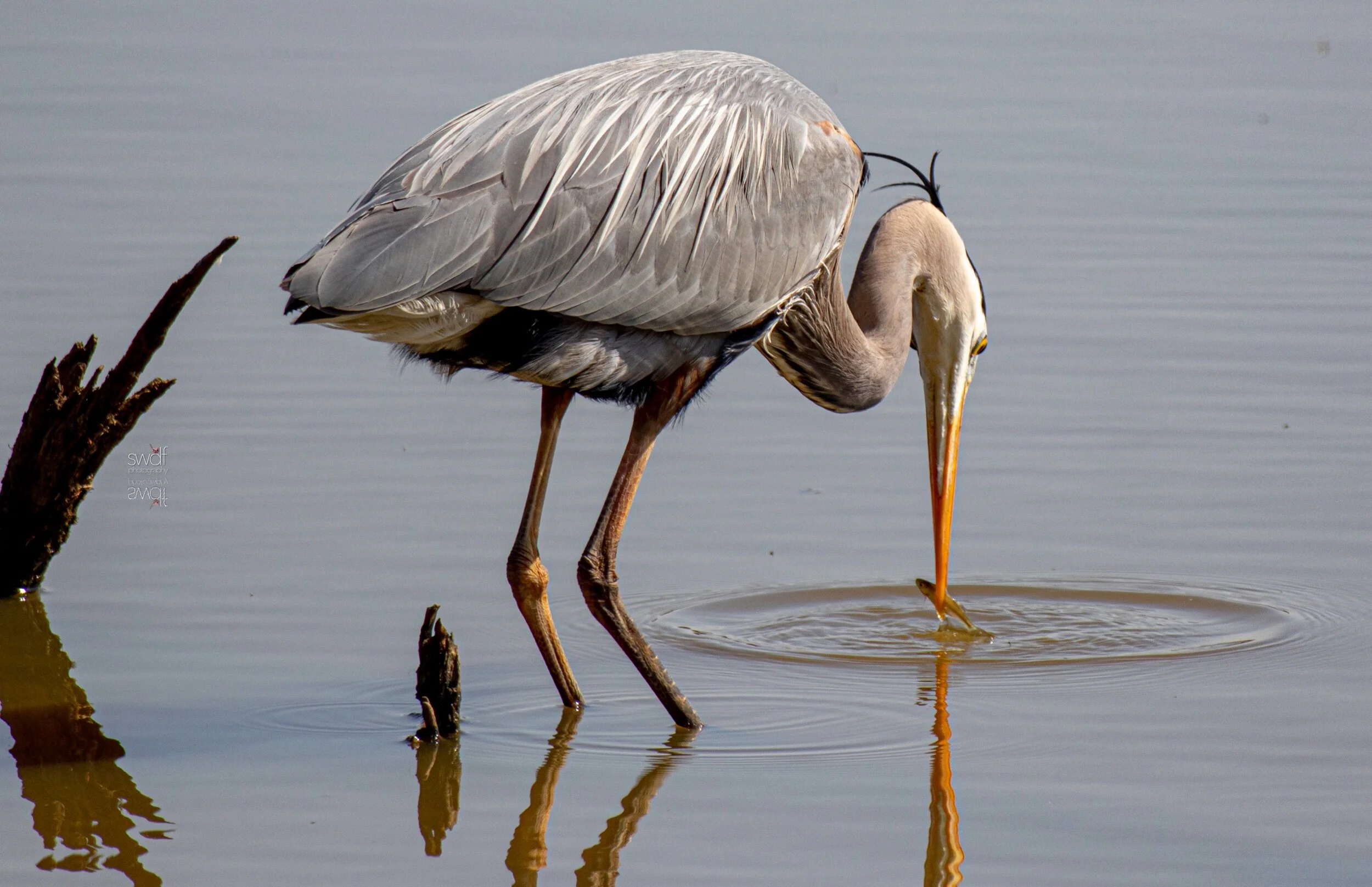 Great Blue Heron Fishing2 - Sandy Ridge.jpeg