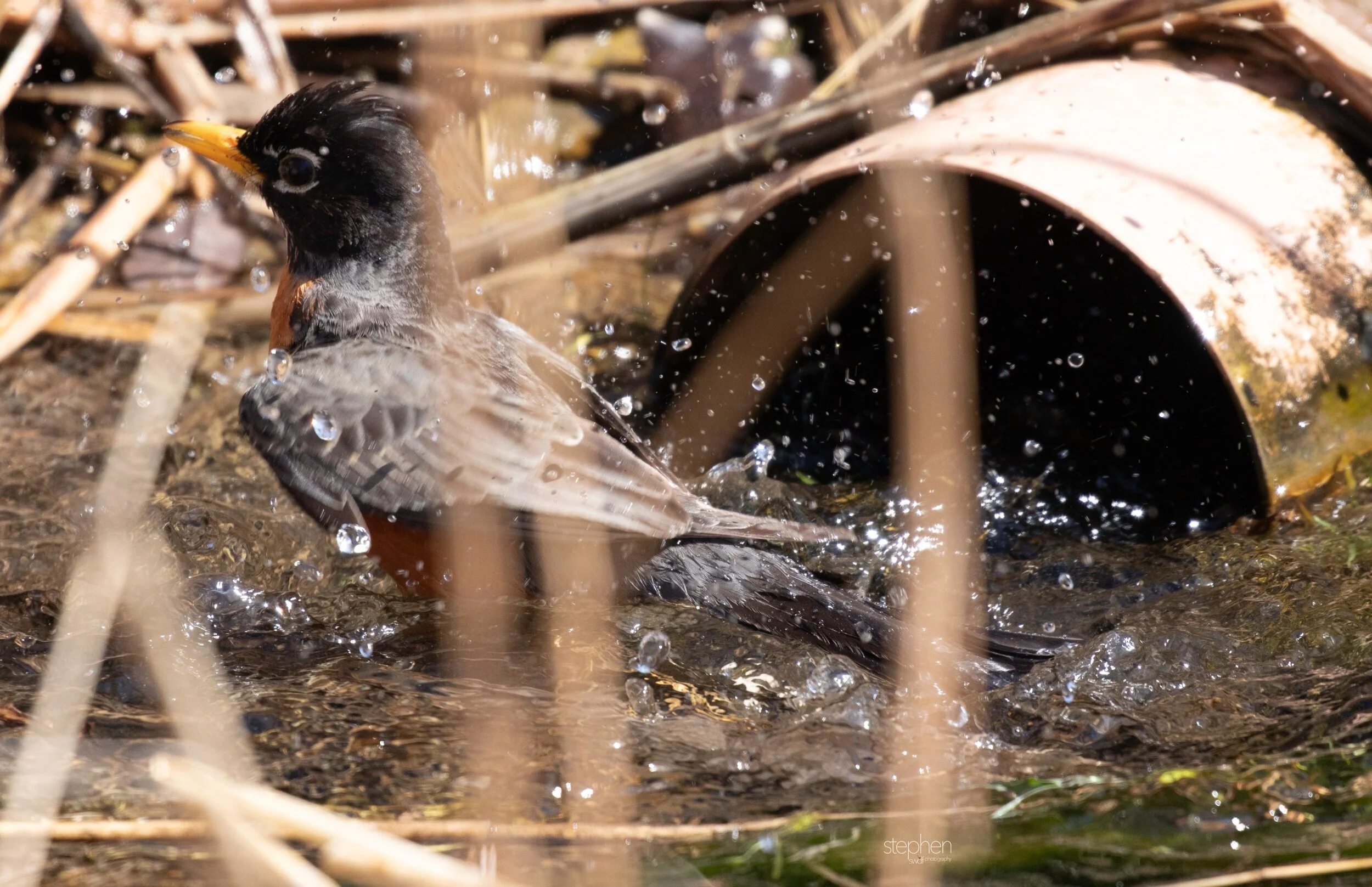 Robin Bird Bath3 - CLNP..jpeg
