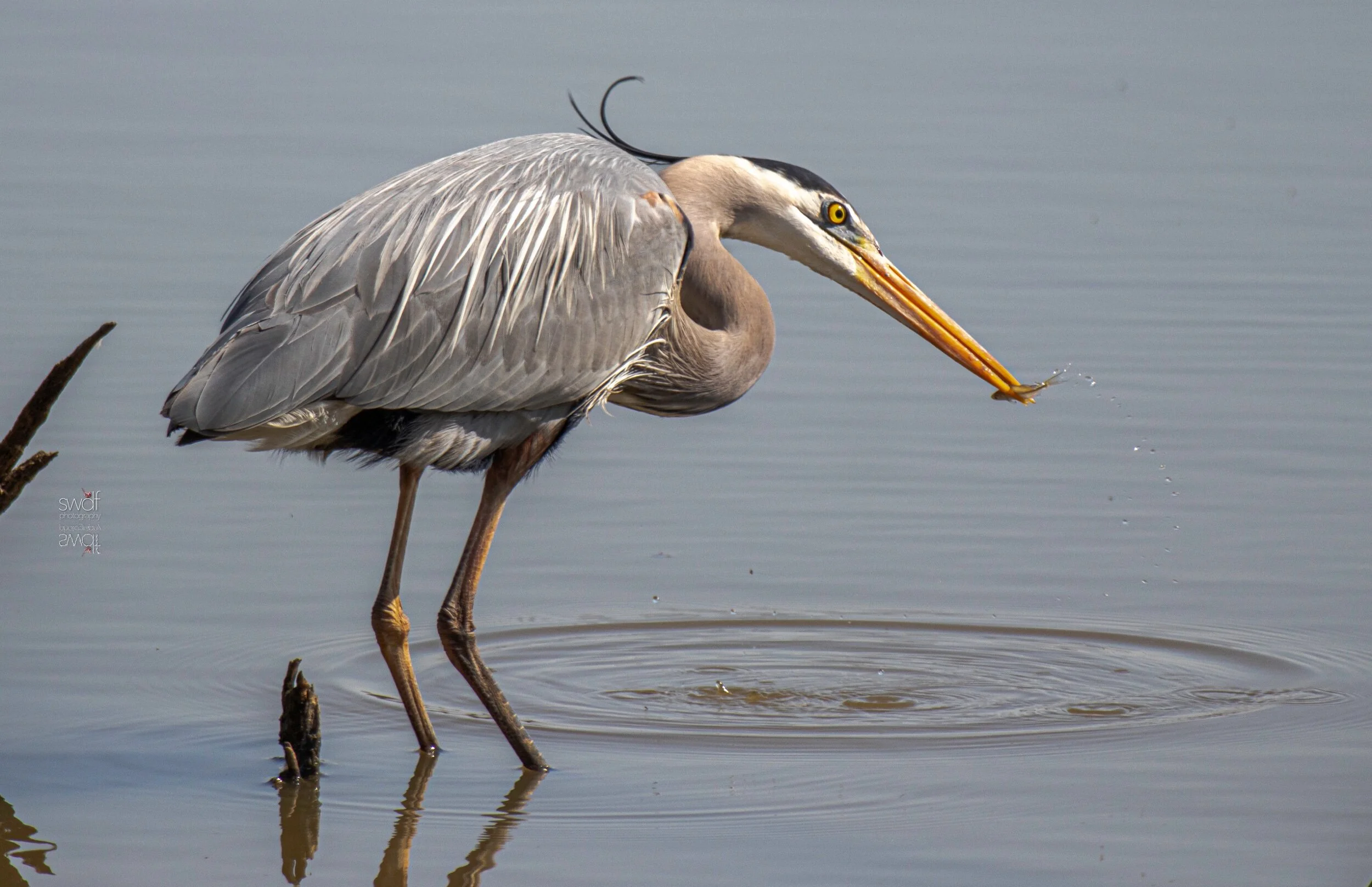 Great Blue Heron Fishing - Sandy Ridge.jpeg