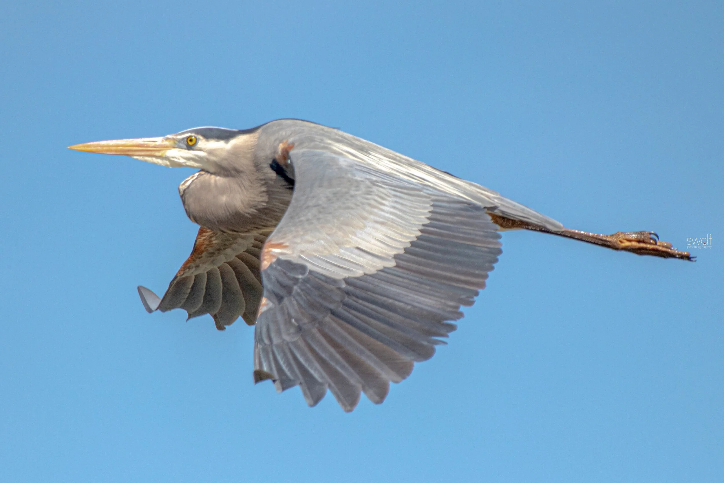 Great Blue Heron2 - Sandy Ridge.jpeg