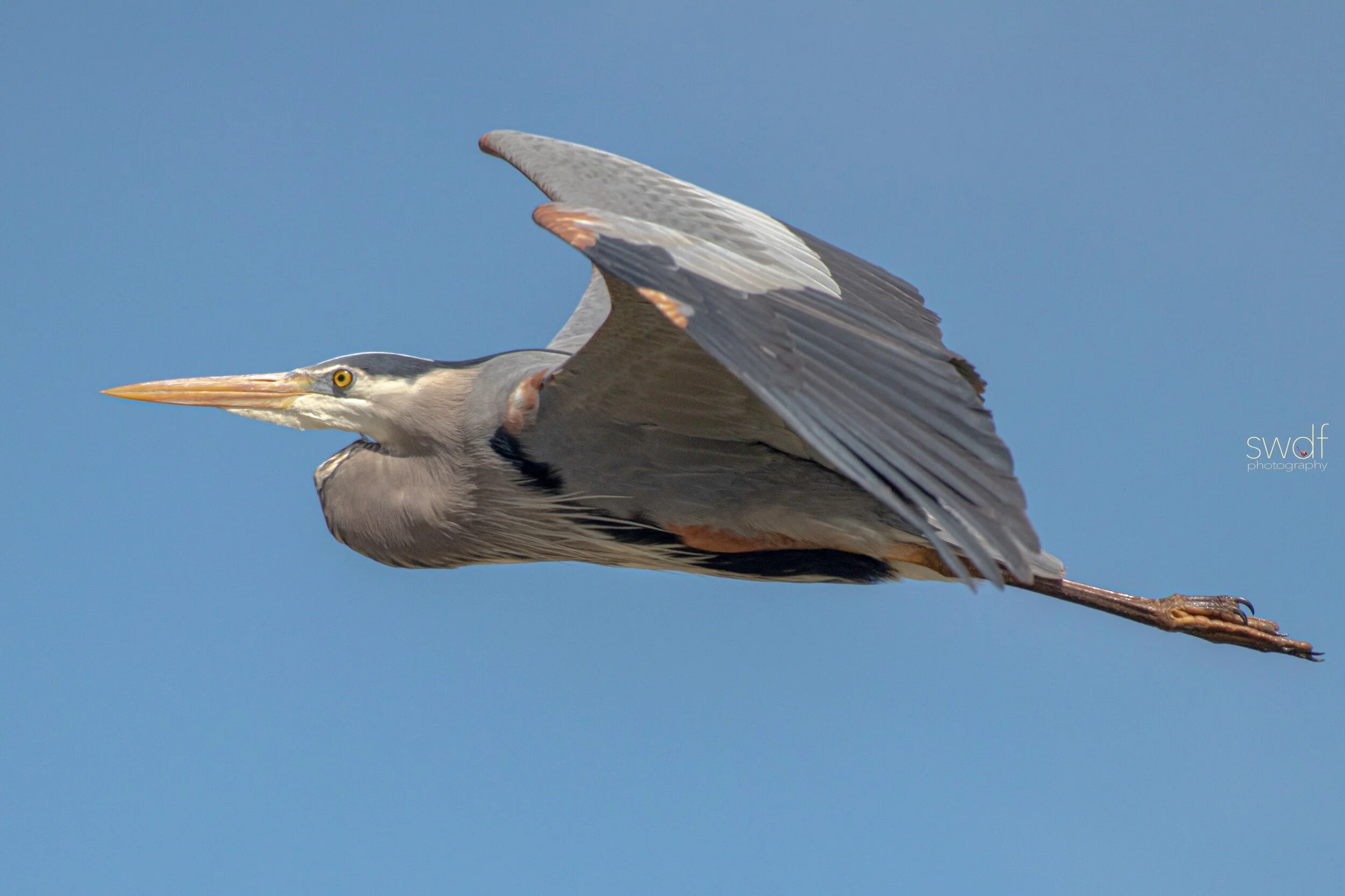 Great Blue Heron3 - Sandy Ridge.jpeg
