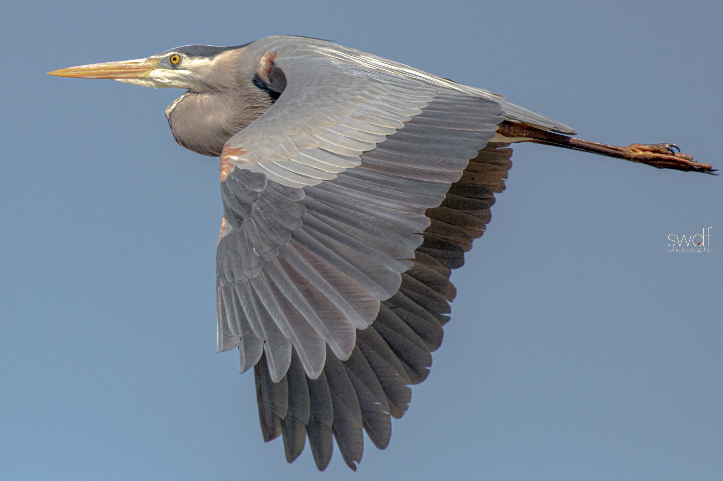 Great Blue Heron4 - Sandy Ridge.jpeg