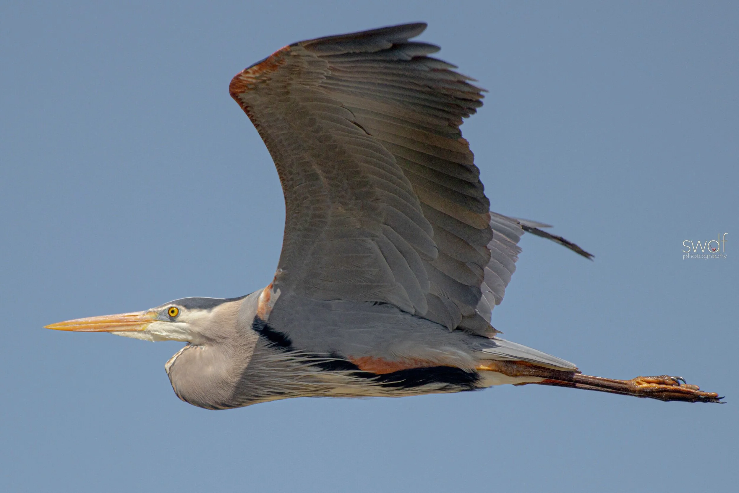 Great Blue Heron5 - Sandy Ridge.jpeg
