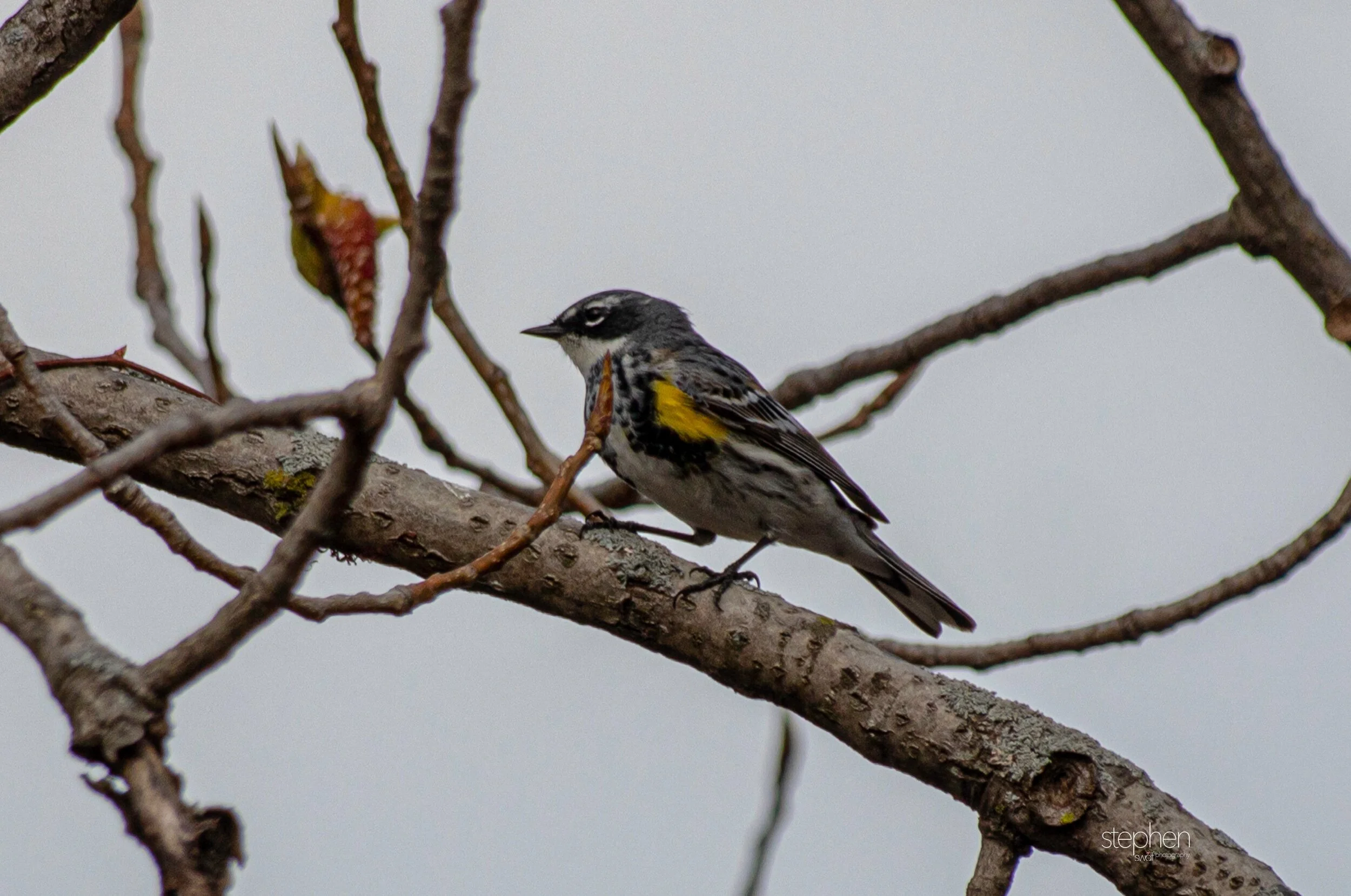 Yellow-rumped Warbler2021 - CLNP.jpeg