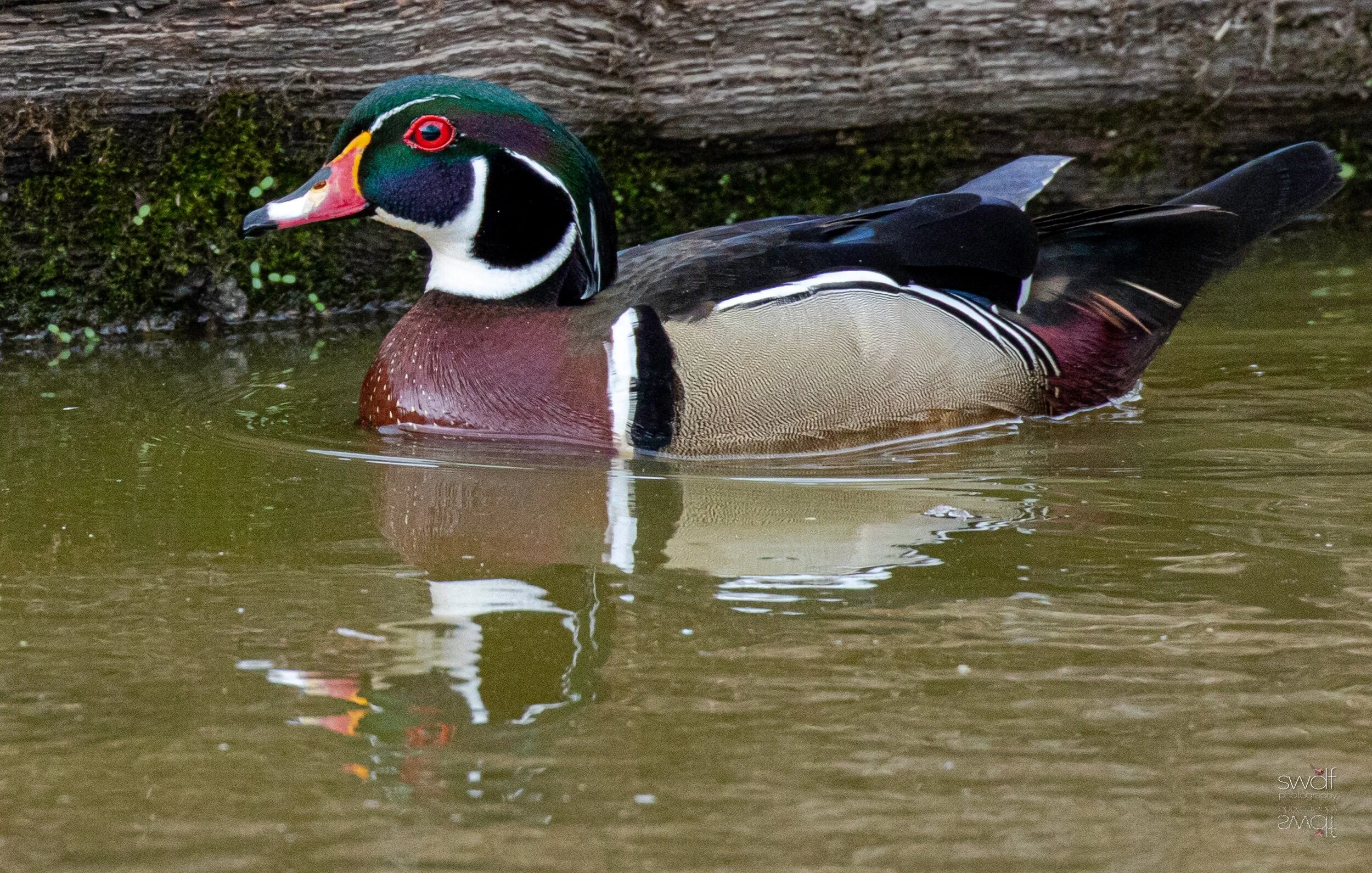Wood Duck5 - Sandy Ridge.jpeg