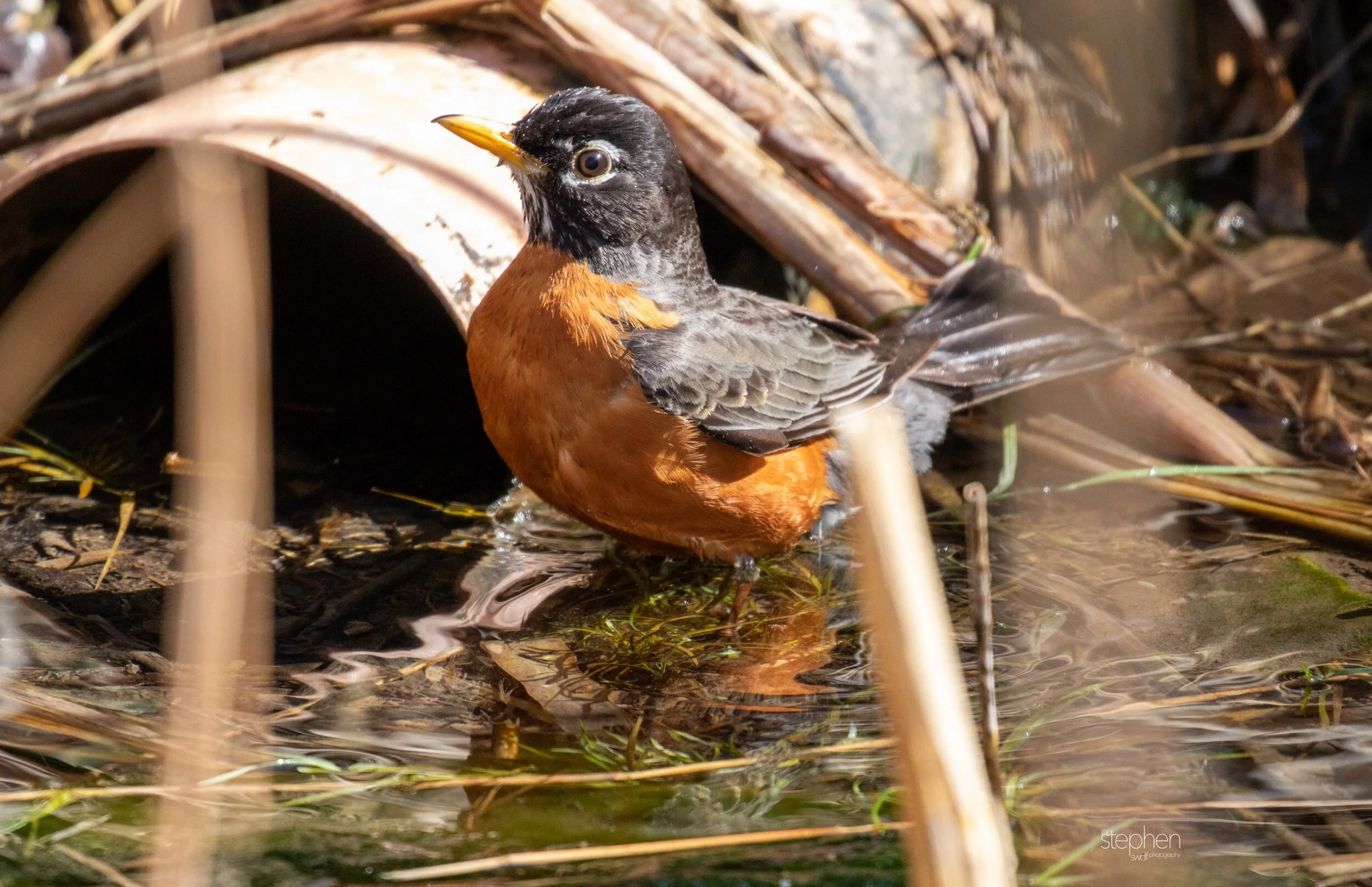 Robin Bird Bath2 - CLNP..jpeg