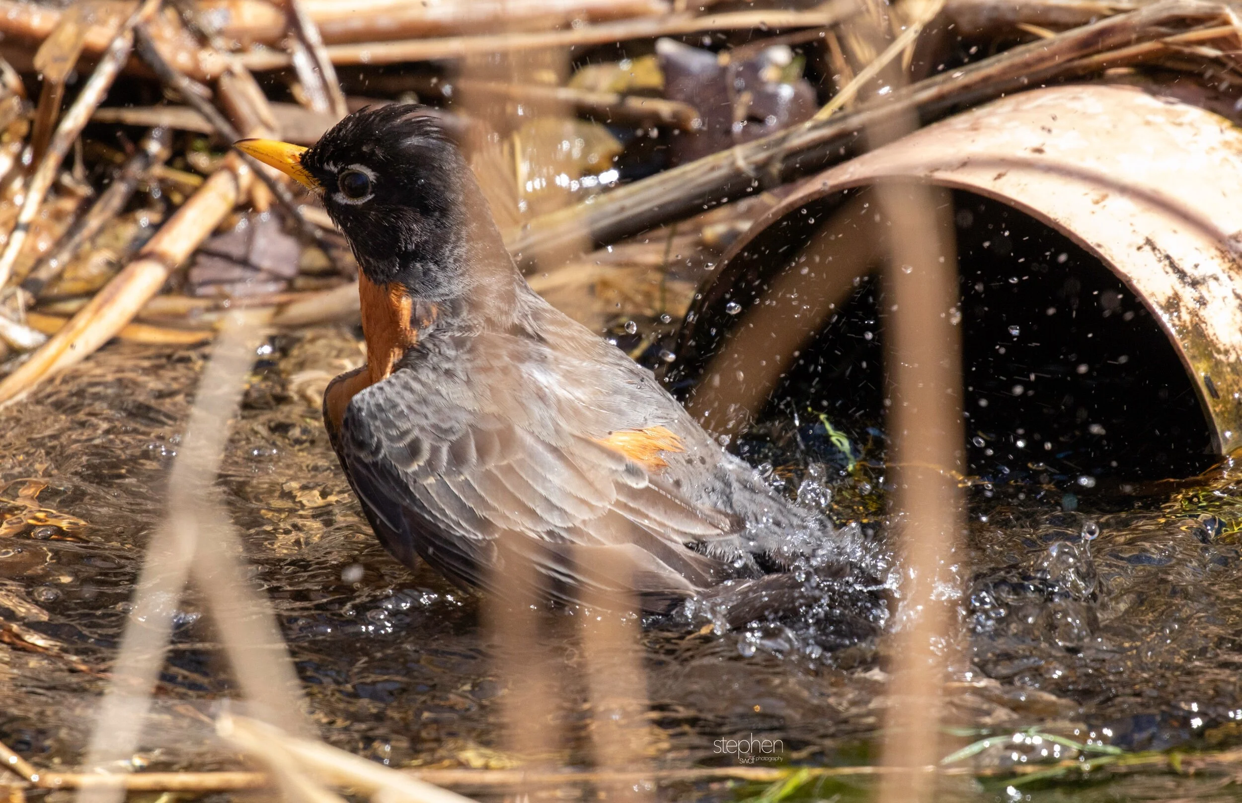Robin Bird Bath4 - CLNP..jpeg