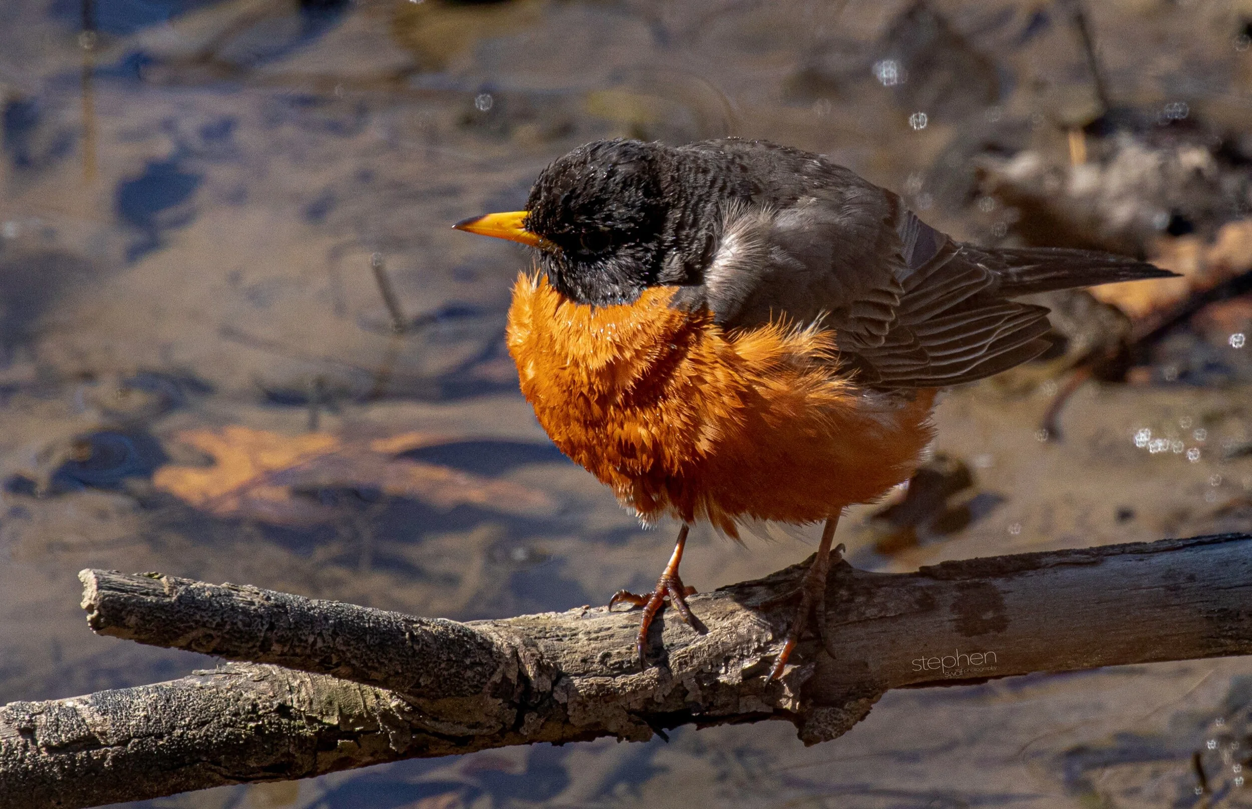 Robin Bird Bath5 - CLNP..jpeg