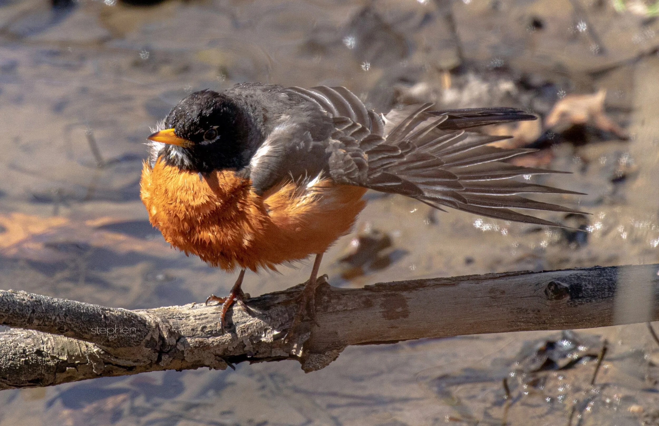 Robin Bird Bath6 - CLNP..jpeg
