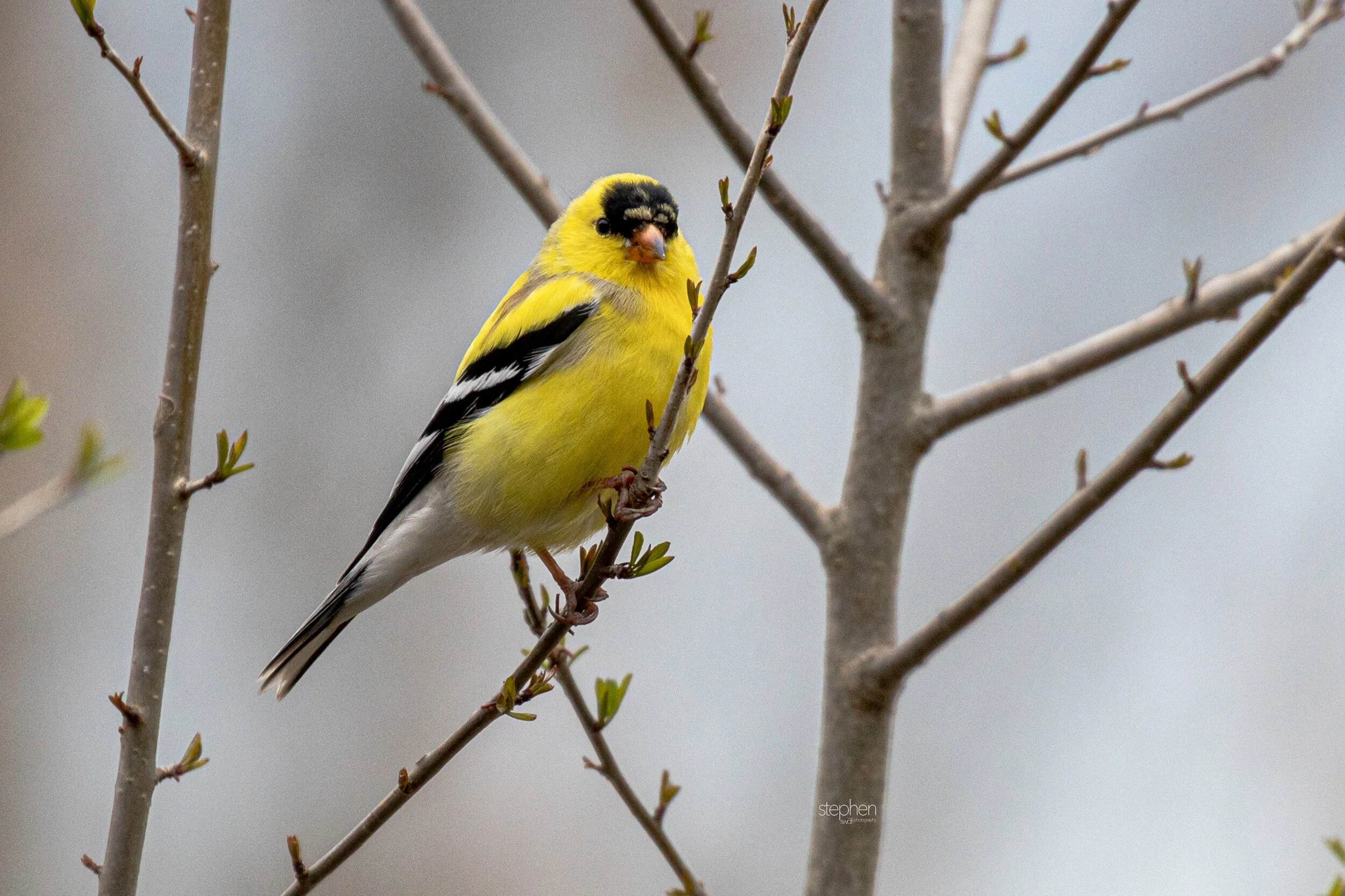 Spring Goldfinch - Sandy Ridge.jpeg