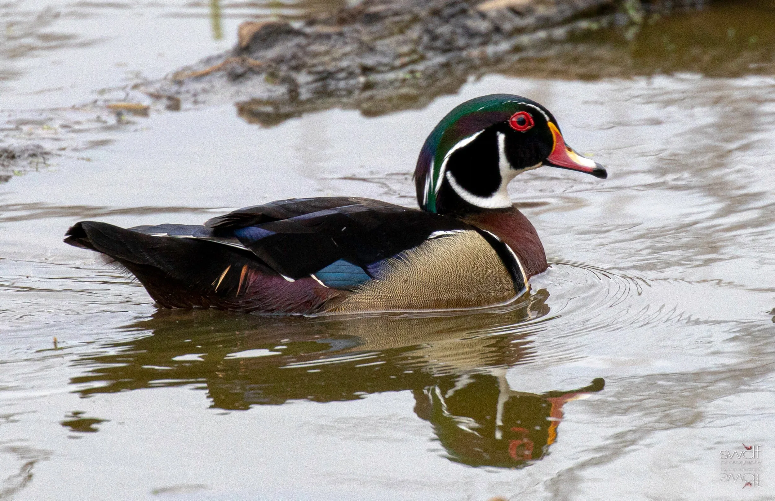 Wood Duck6 - Sandy Ridge.jpeg