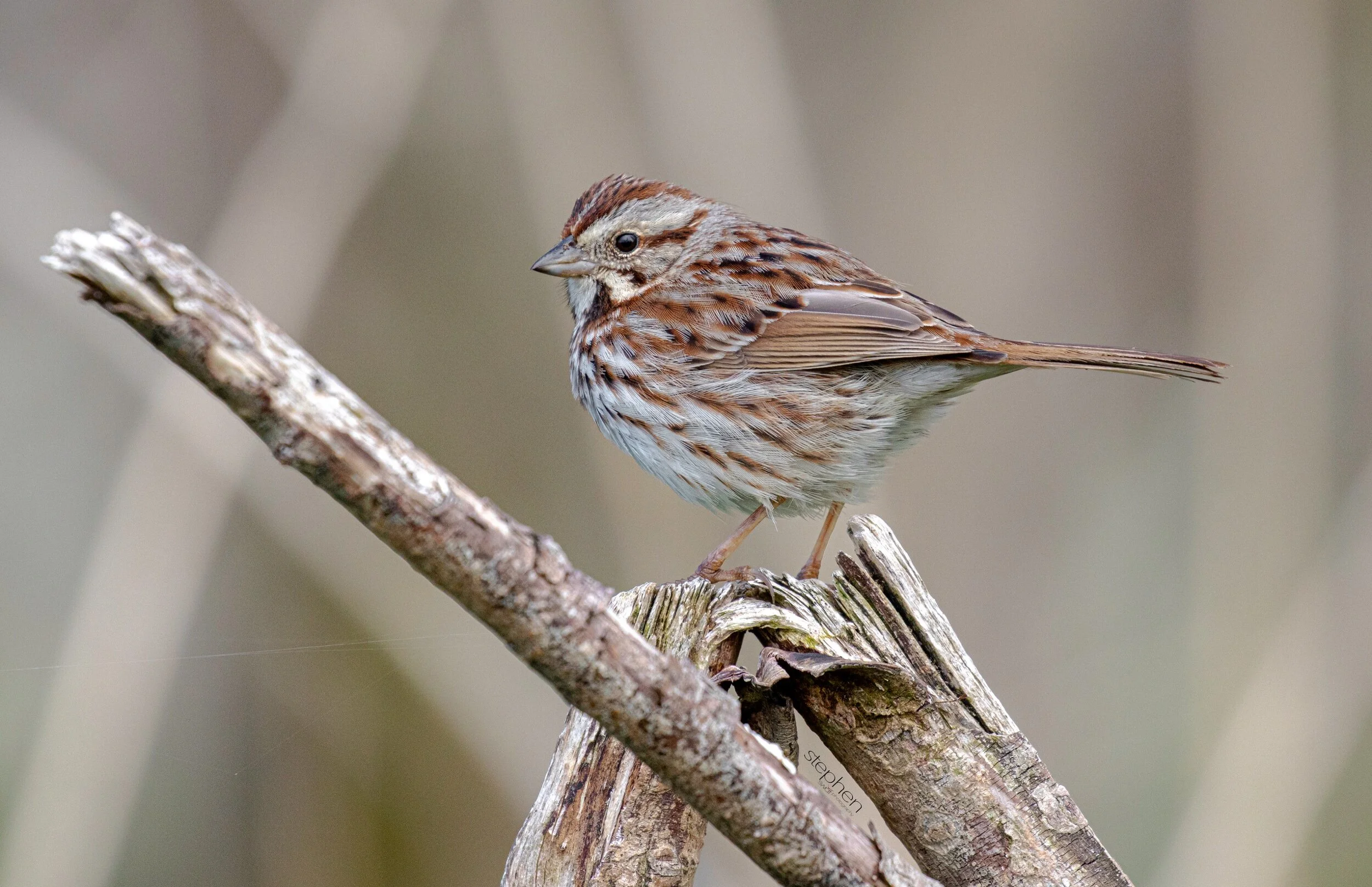 Song Sparrow - CLNP..jpeg