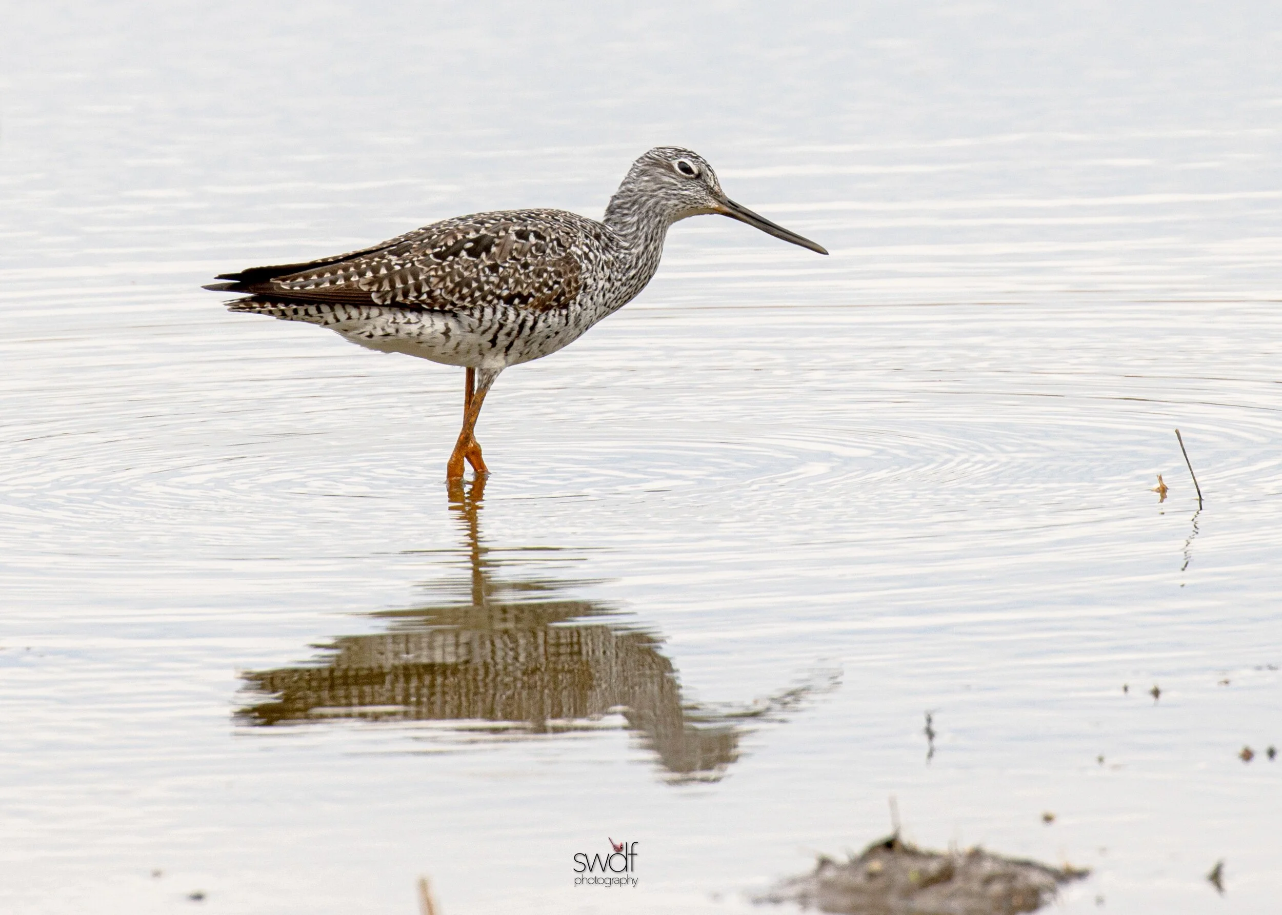 Greater Yellowlegs6 - Sandy Ridge.jpeg