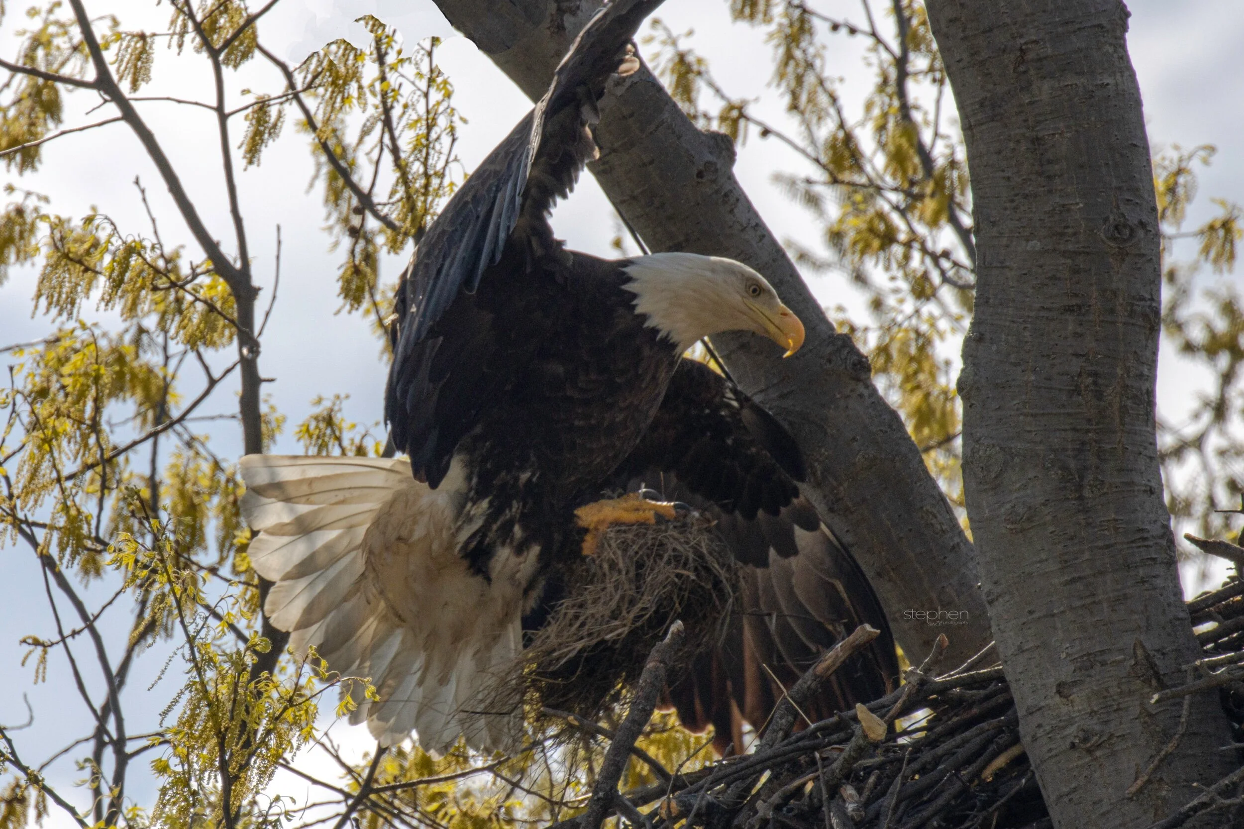 Bald Eagle2 - Avon Lake.jpeg
