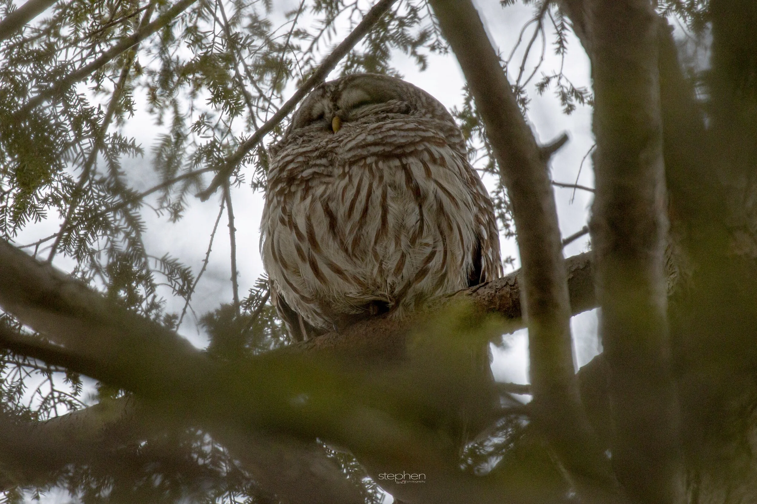 Barred Owl - Huntington Reservation.jpeg