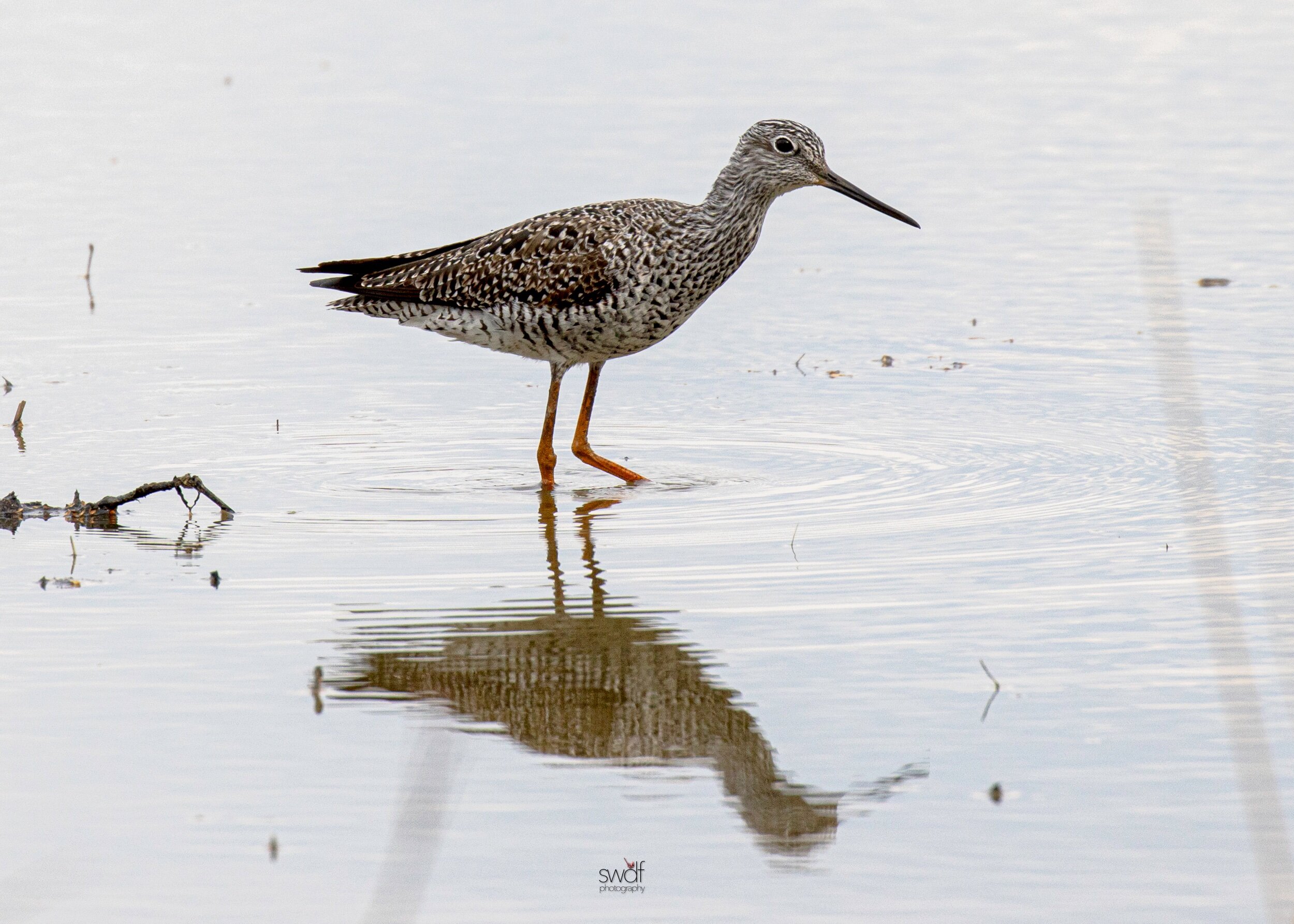 Greater Yellowlegs - Sandy Ridge.jpeg